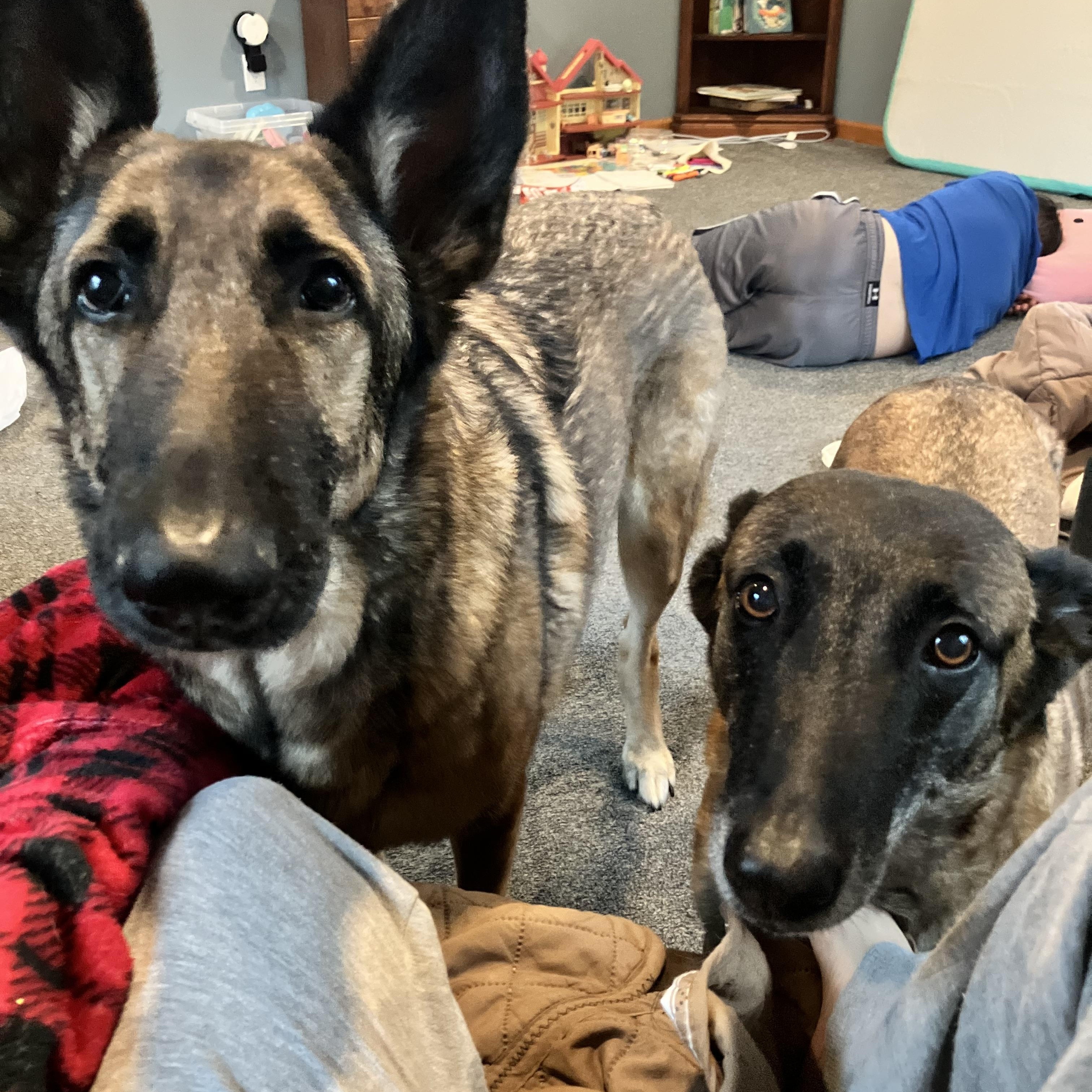 Enlarge Miszka, a ADOPTABLE Belgian Shepherd / Malinois in Nutting Lake, MA image 3/5