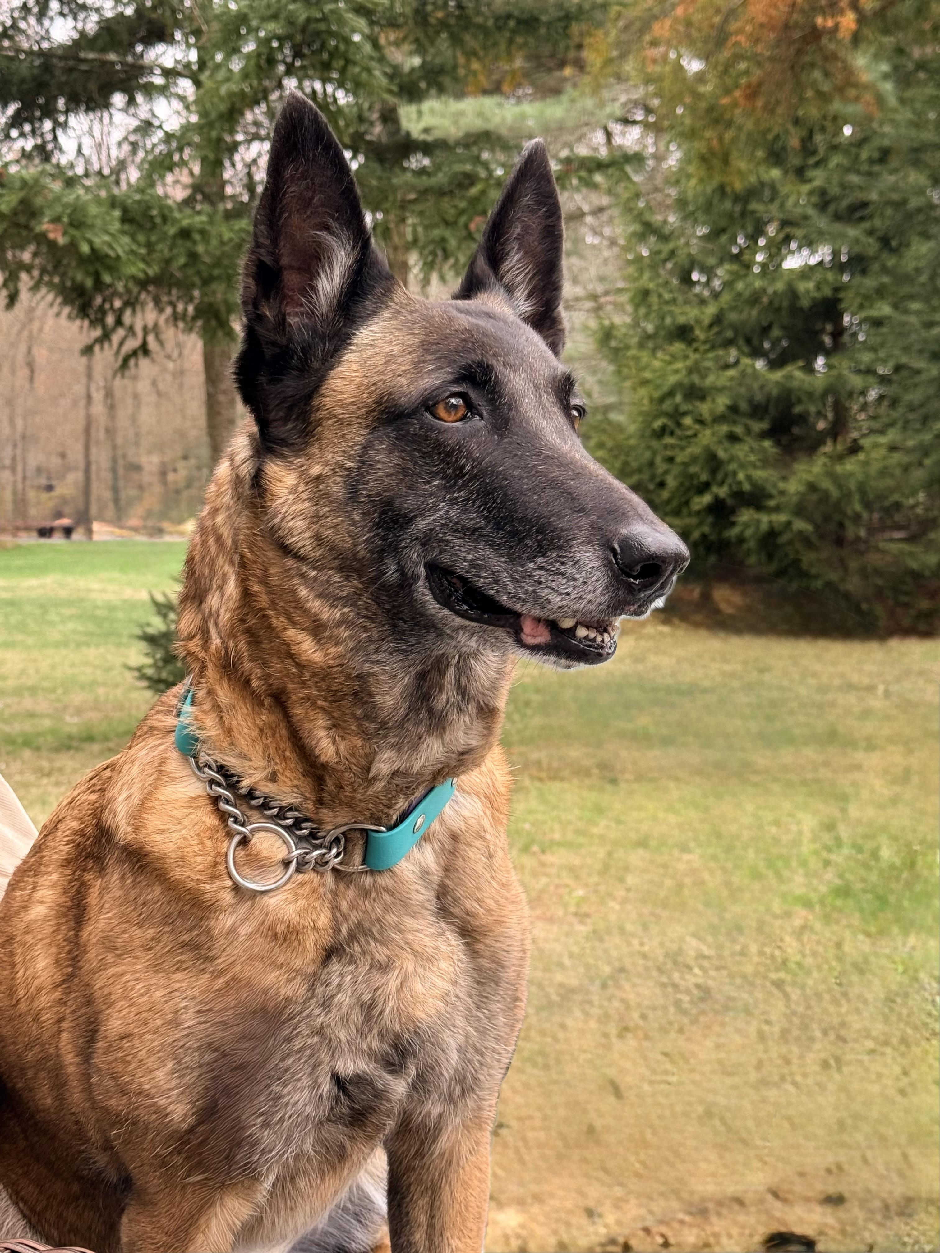 Miszka, ADOPTABLE, Senior Female Belgian Shepherd / Malinois.