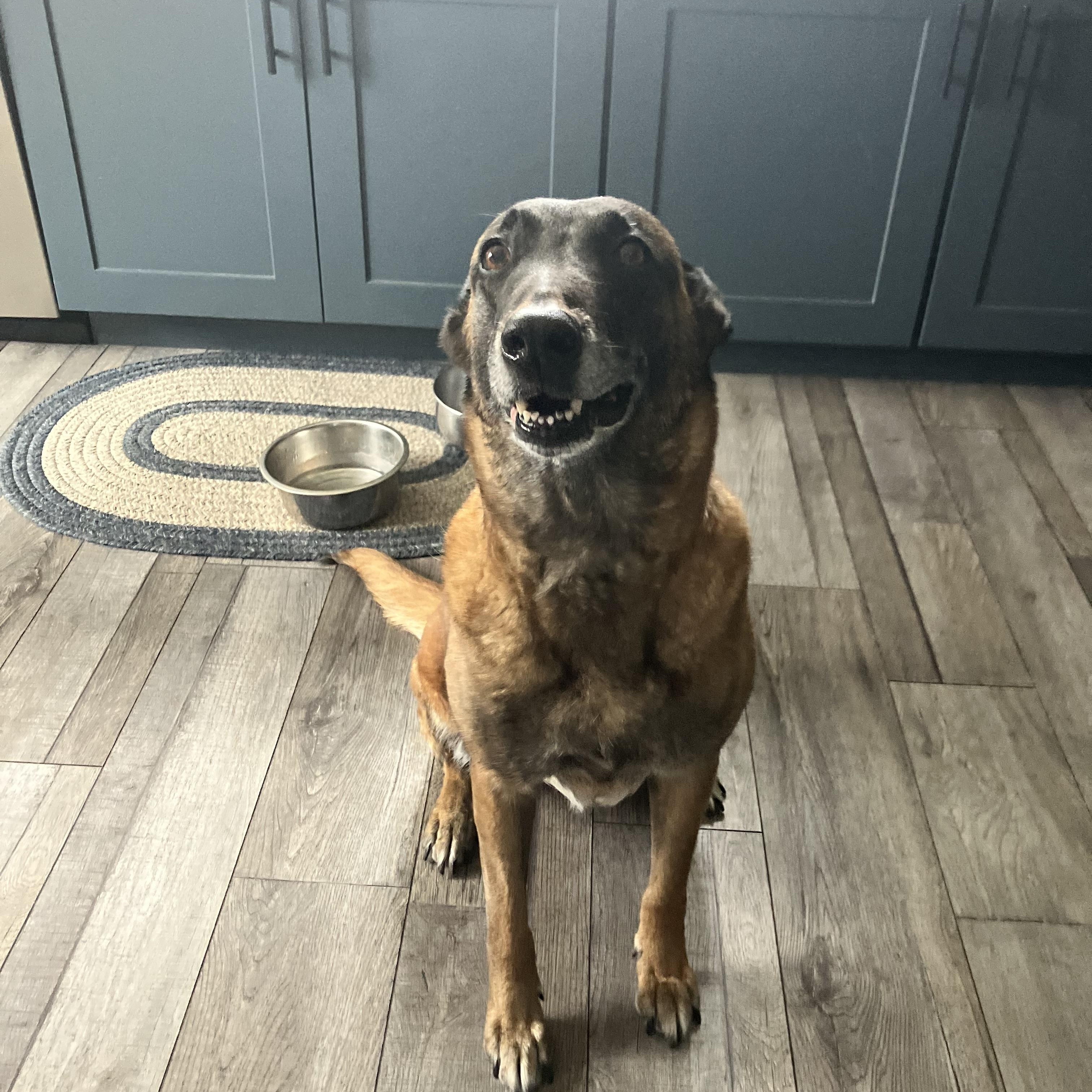 Enlarge Miszka, a ADOPTABLE Belgian Shepherd / Malinois in Nutting Lake, MA image 2/5