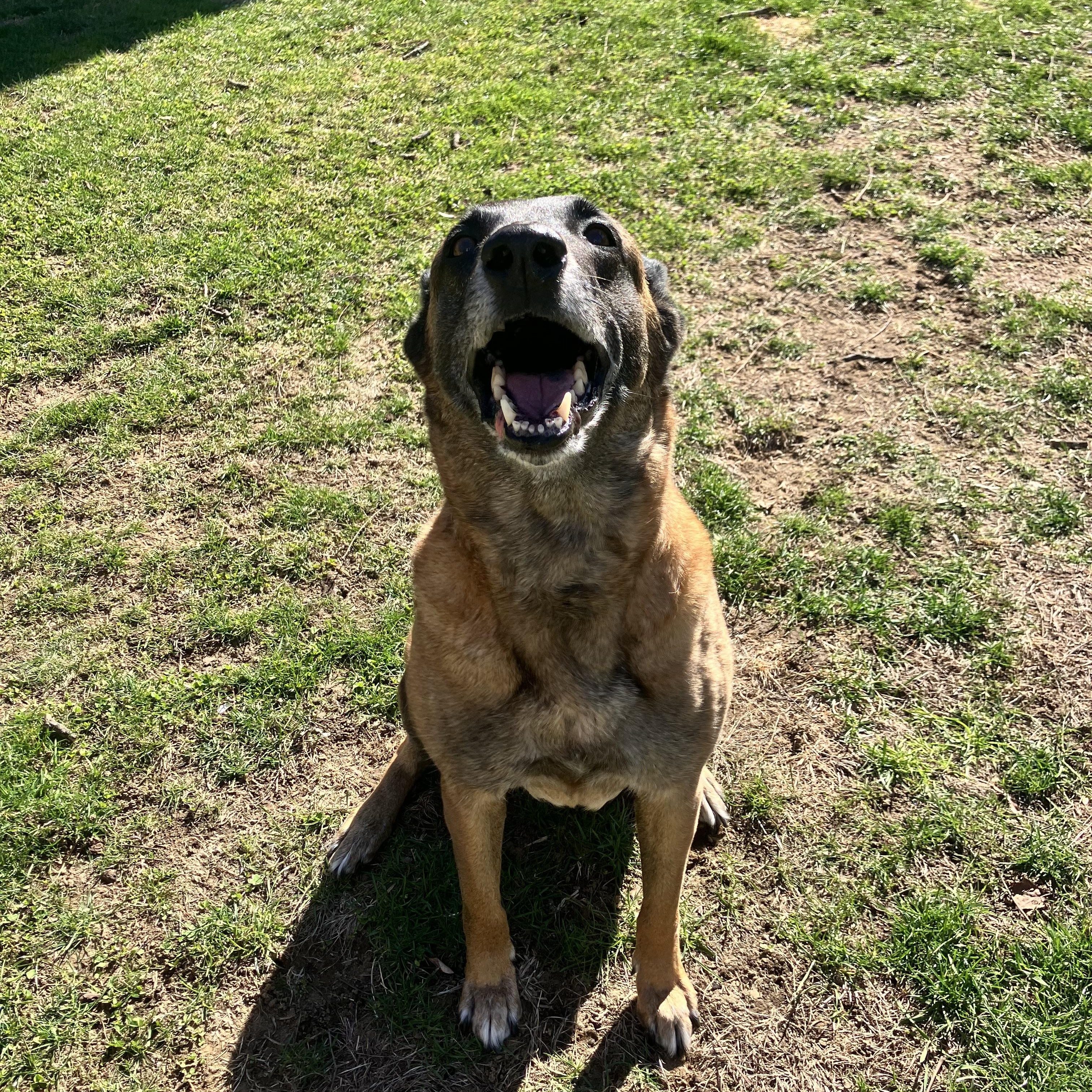 Enlarge Miszka, a ADOPTABLE Belgian Shepherd / Malinois in Nutting Lake, MA image 4/5