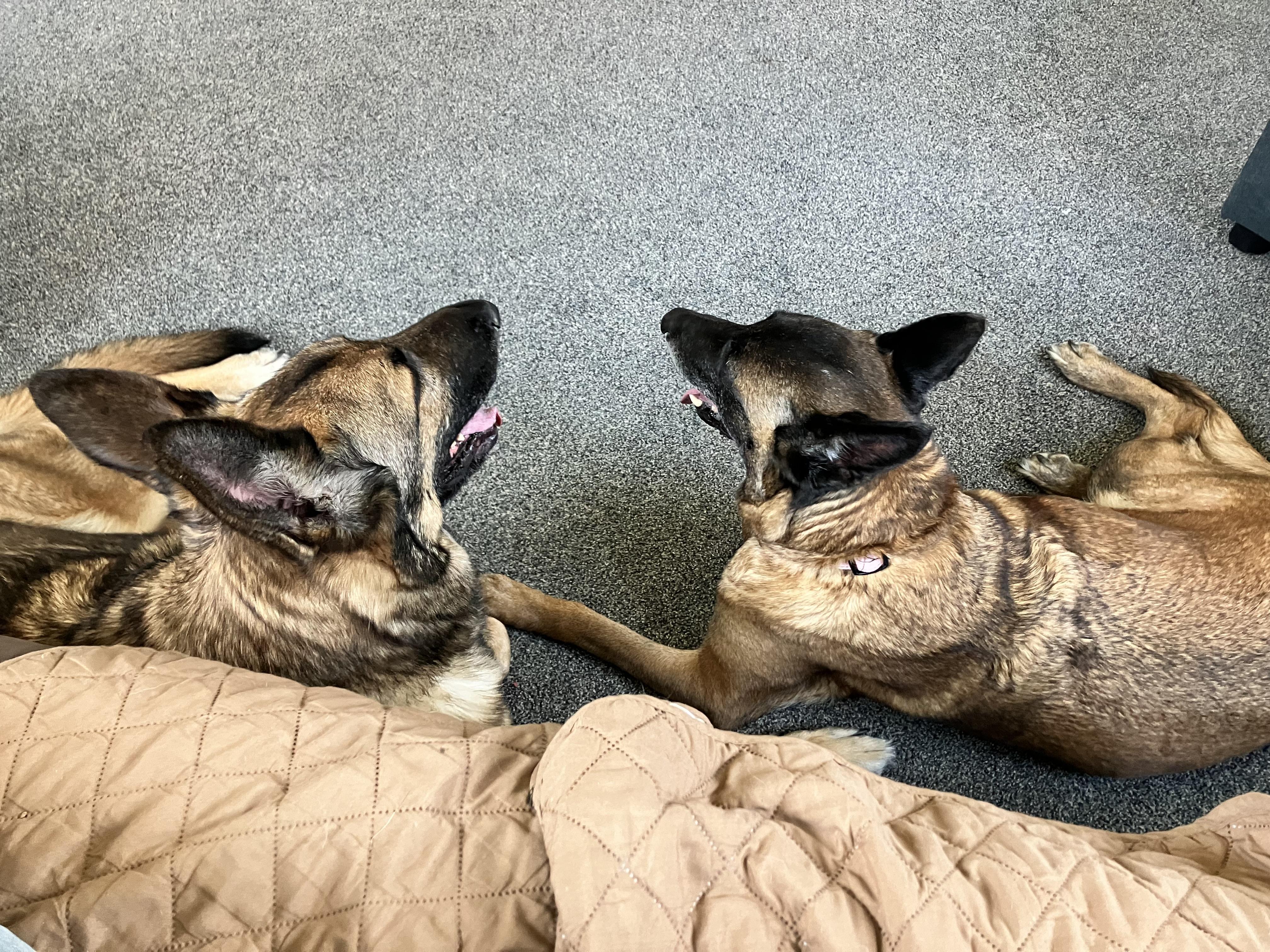 Enlarge Miszka, a ADOPTABLE Belgian Shepherd / Malinois in Nutting Lake, MA image 5/5