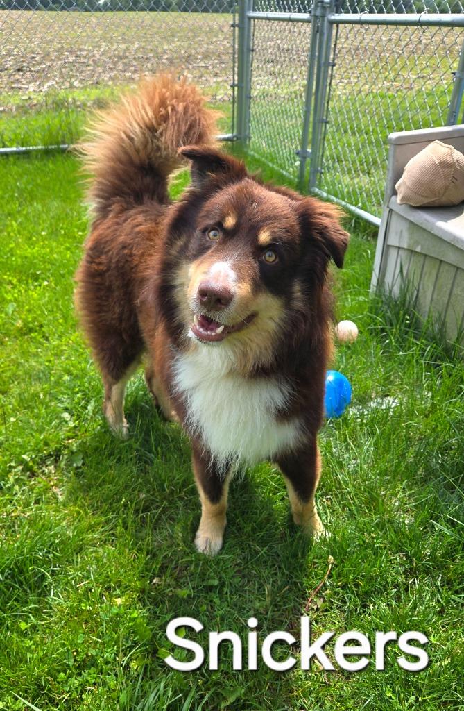 Snickers Yrly 189, Adoptable, Young Male Australian Shepherd.