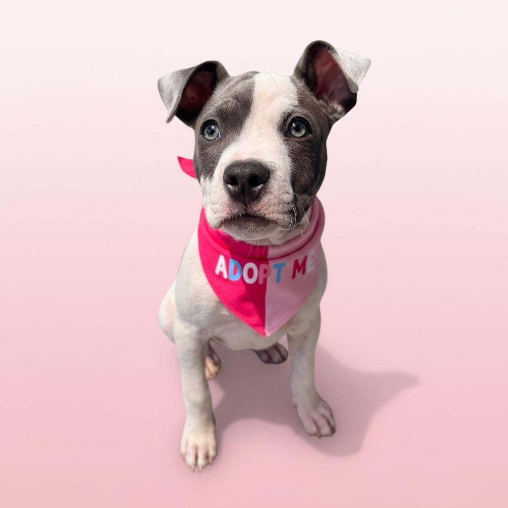 Sama-ADOPT Me, adopted, Puppy Female Pit Bull Terrier.