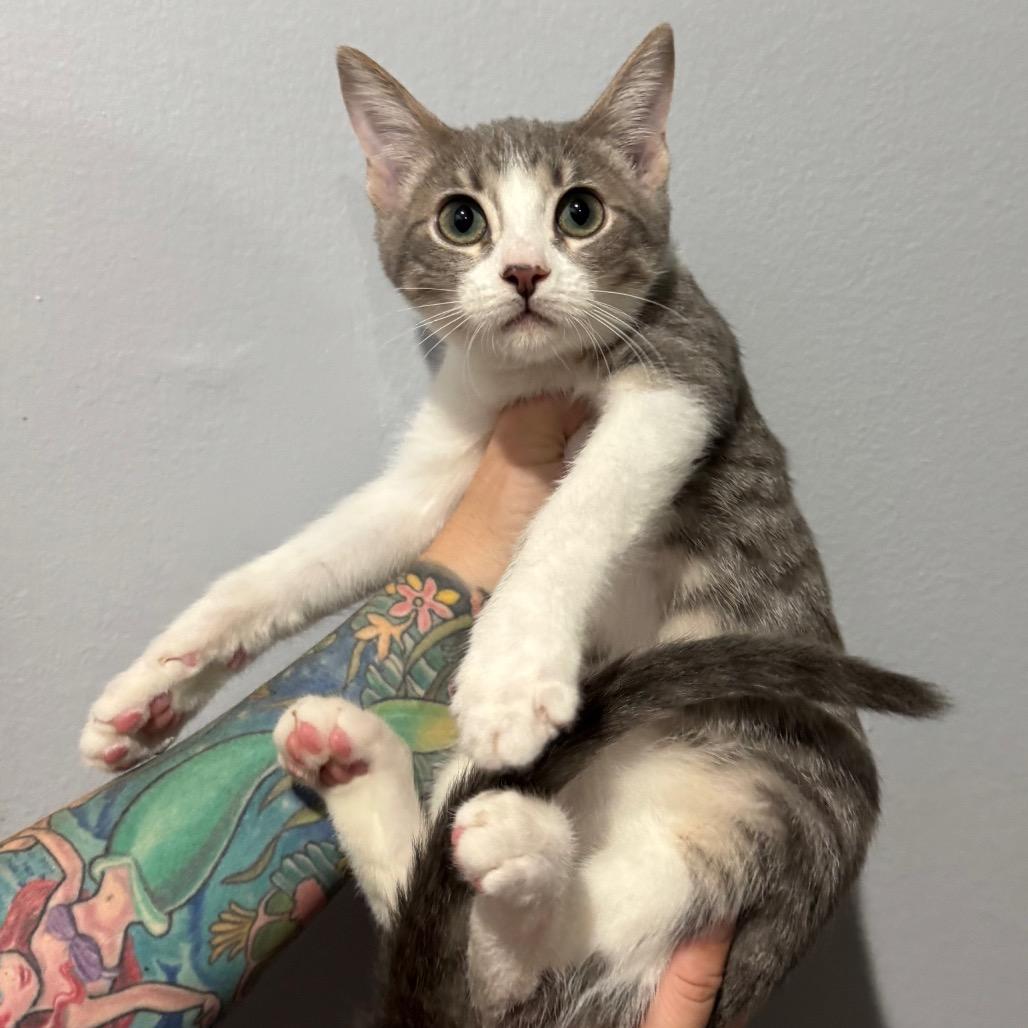 Drew, Adoptable, Young Male Domestic Short Hair.