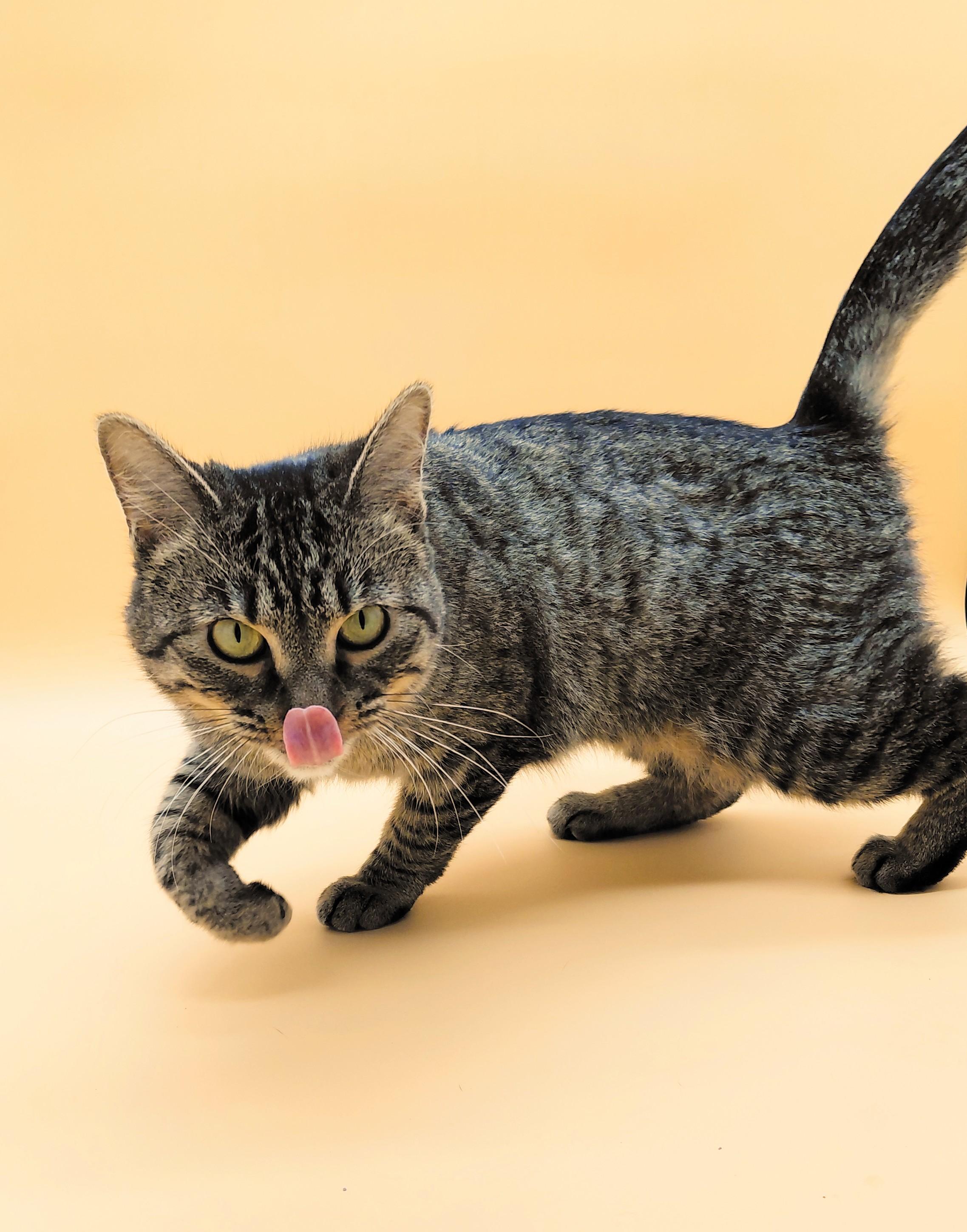 Farrah — thumbnail 3