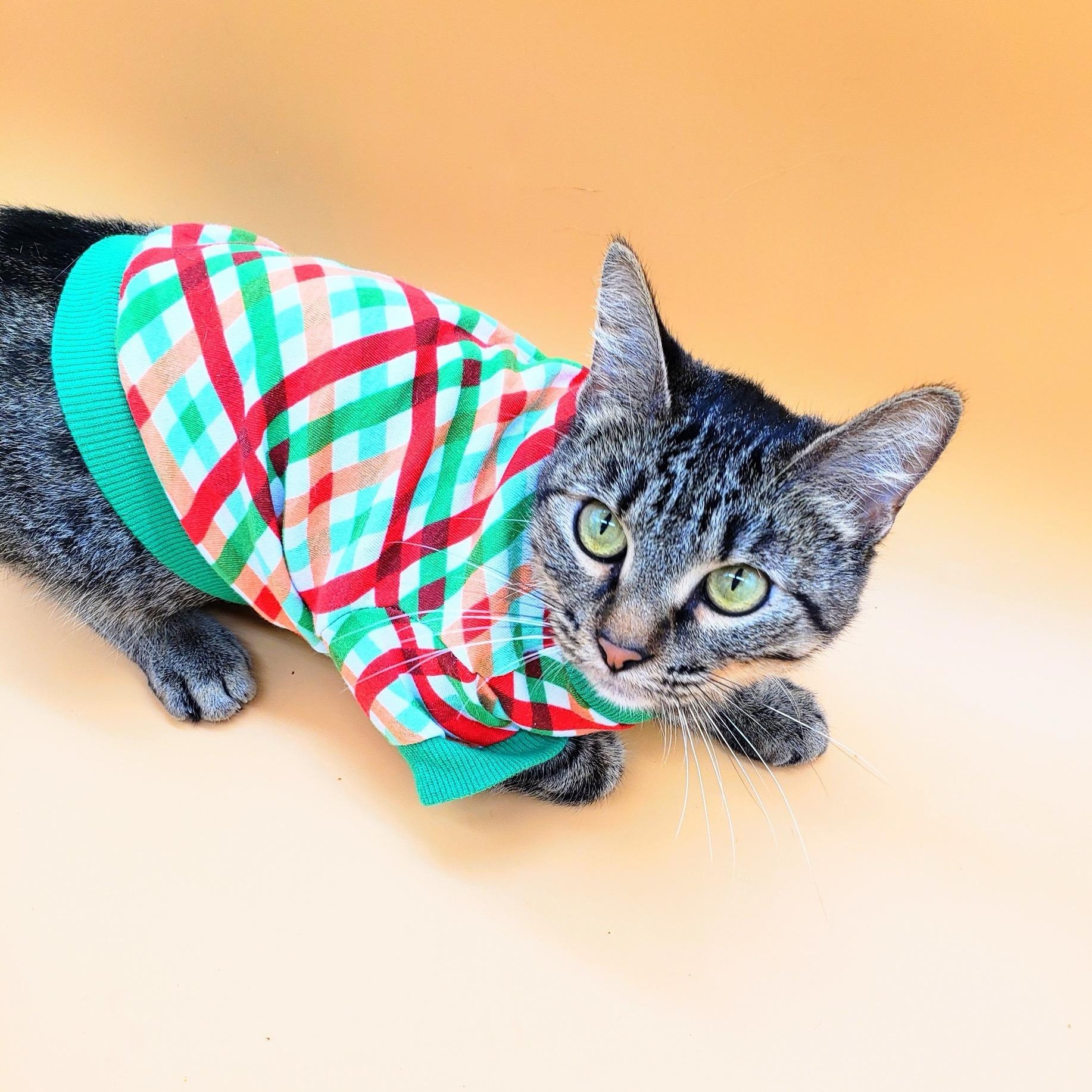 Farrah — thumbnail 6