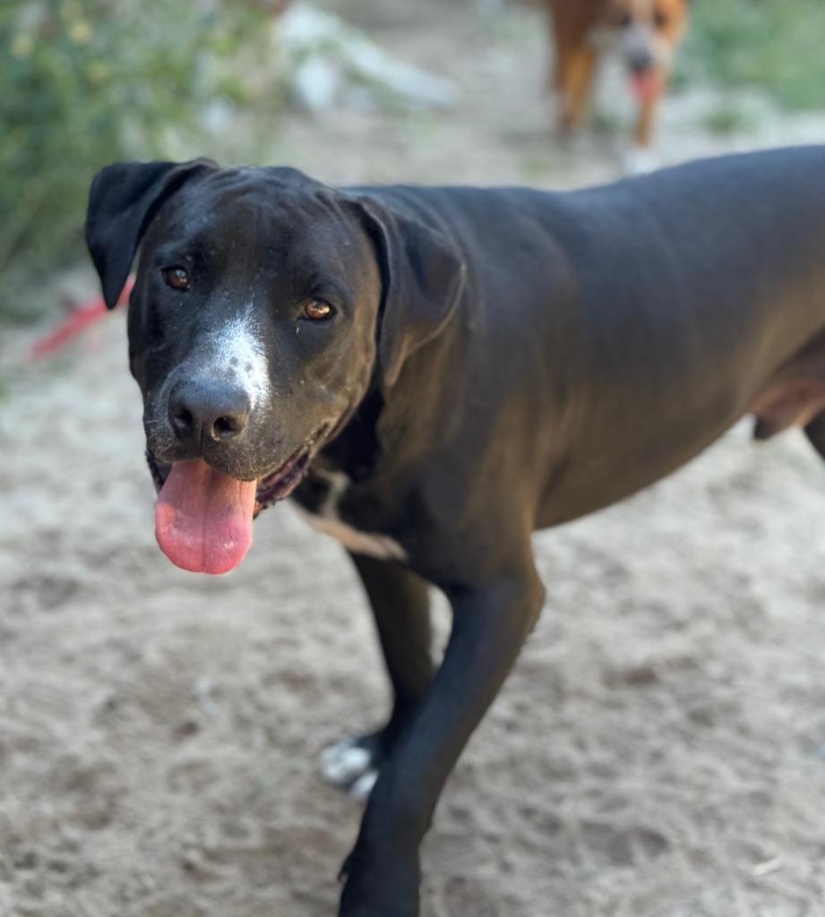 Enlarge Bain, a Adoptable mixed breed in Waynesville, GA image 6/6