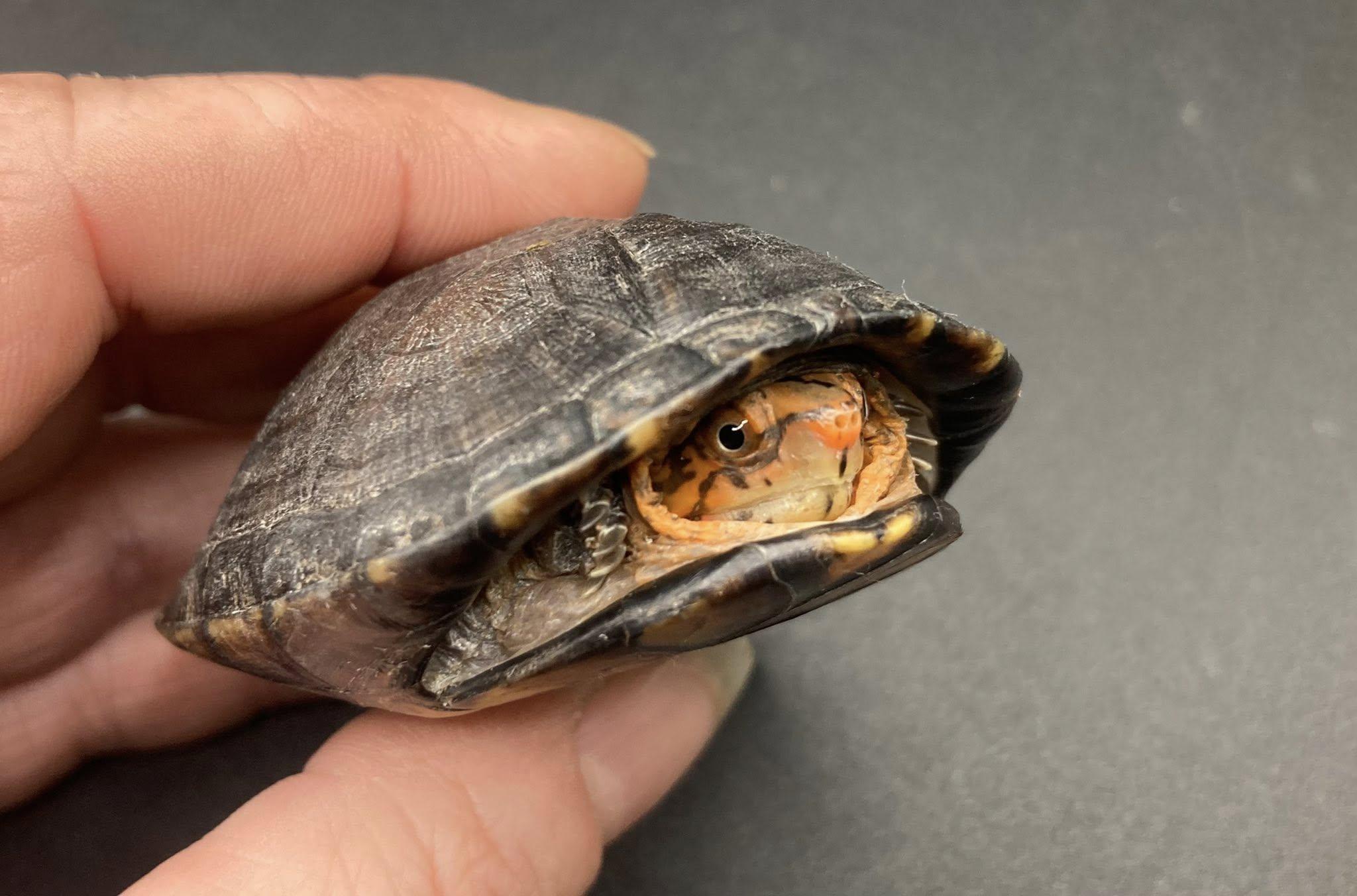 Mud Turtle, ADOPTABLE, Young Unknown Mud.