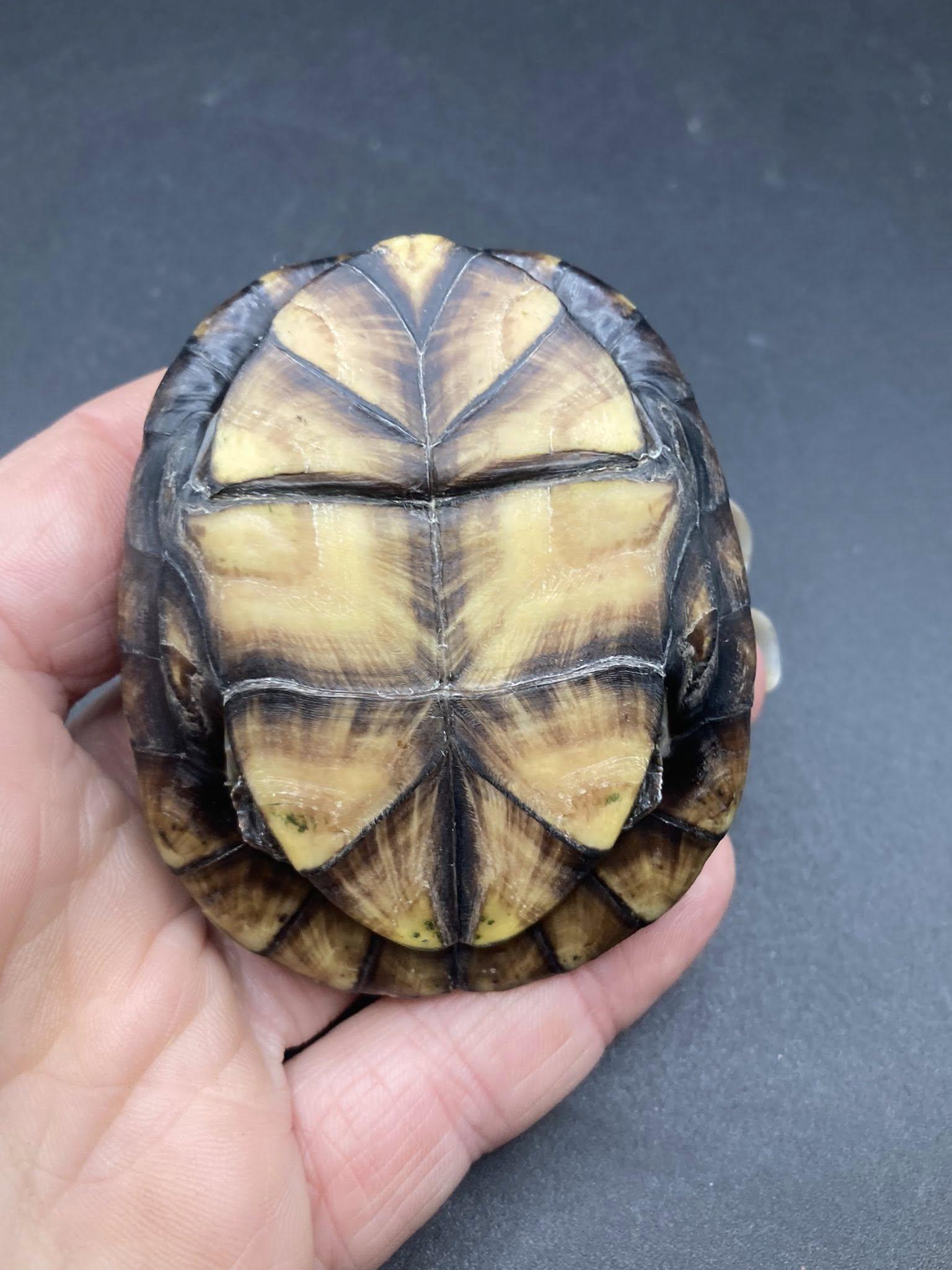 Mud Turtle, a ADOPTABLE Mud in Palmerton, PA image 2/3