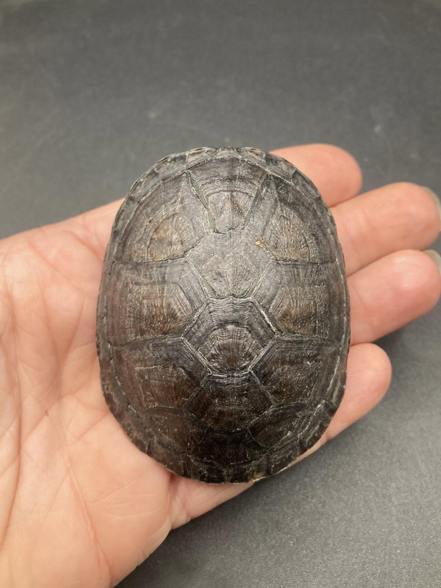 Mud Turtle, a ADOPTABLE Mud in Palmerton, PA image 3/3