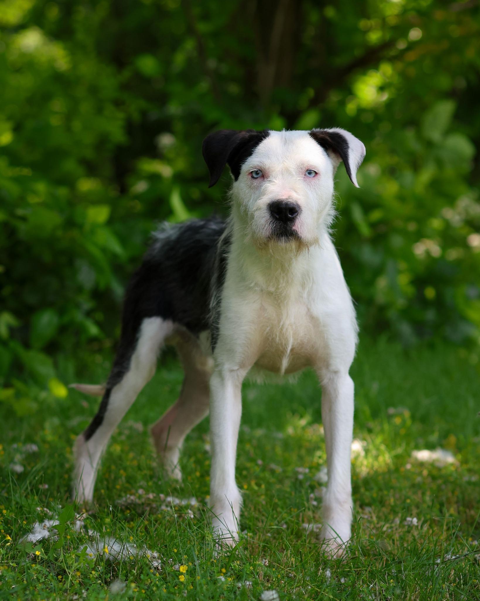 Copland, ADOPTABLE, Young Male Terrier.