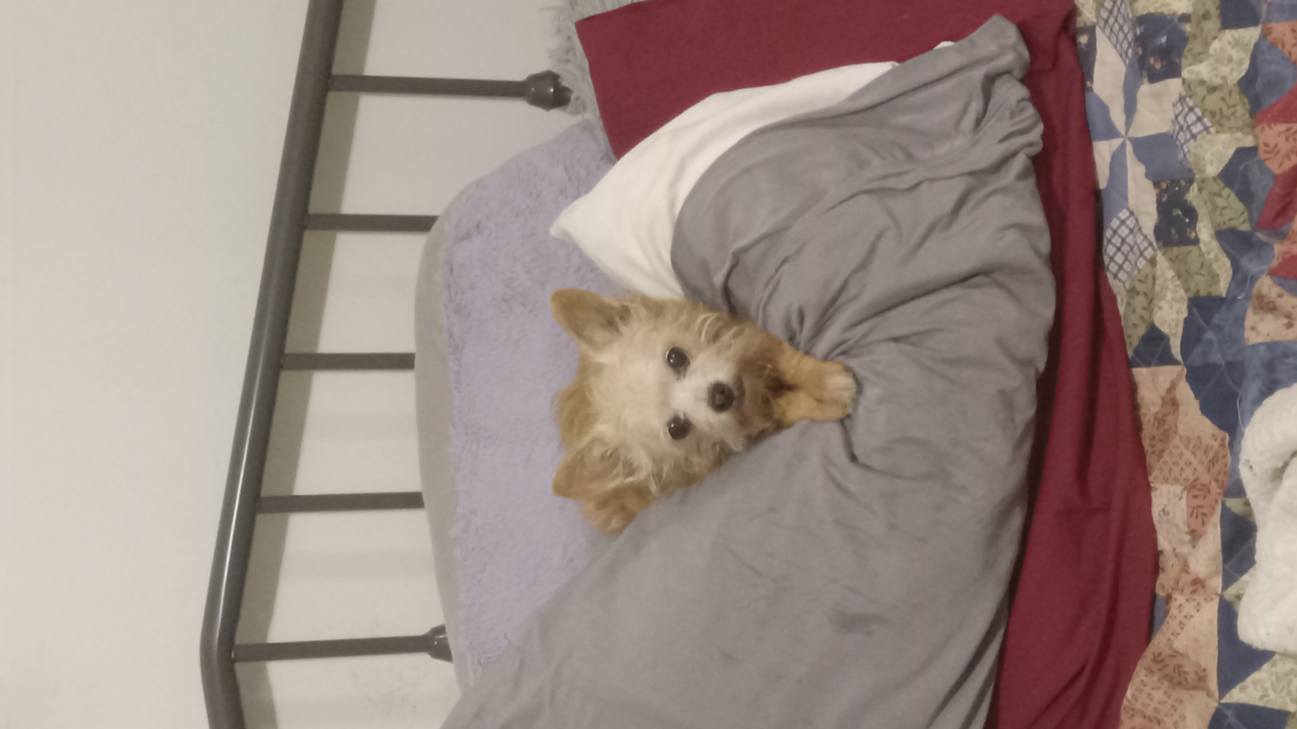 Dog for adoption Angel, a Chihuahua Mix in Upper Sandusky, OH Petfinder