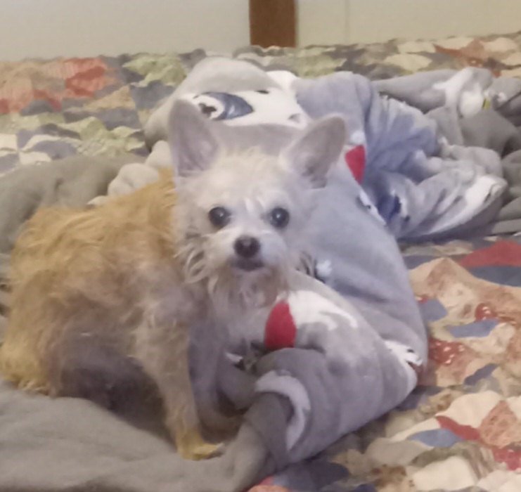 Enlarge Angel, a Adopted mixed breed in Upper Sandusky, OH image 2/6