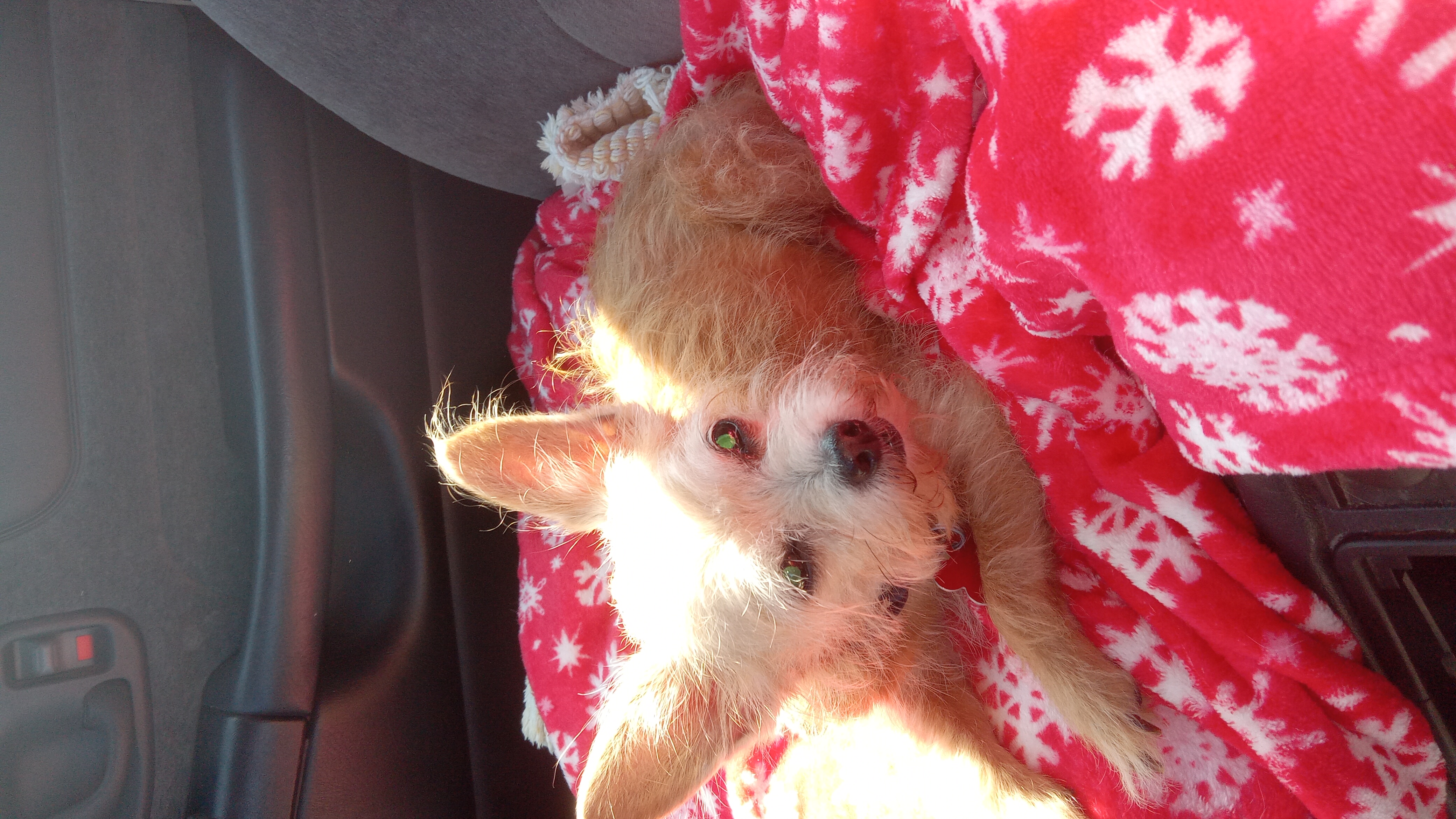 Enlarge Angel, a Adopted mixed breed in Upper Sandusky, OH image 5/6