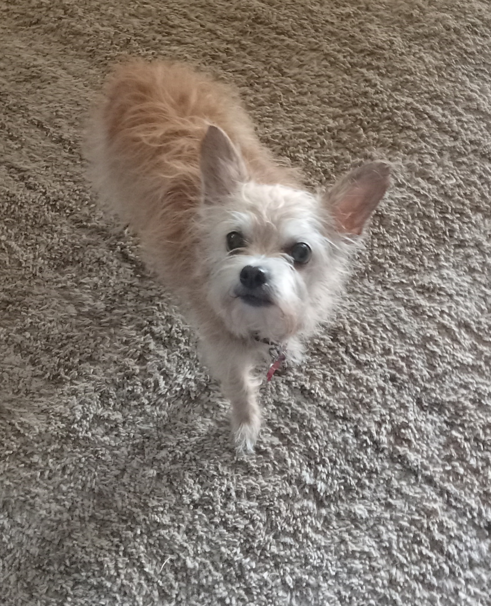 Dog for adoption Angel, a Chihuahua Mix in Upper Sandusky, OH Petfinder