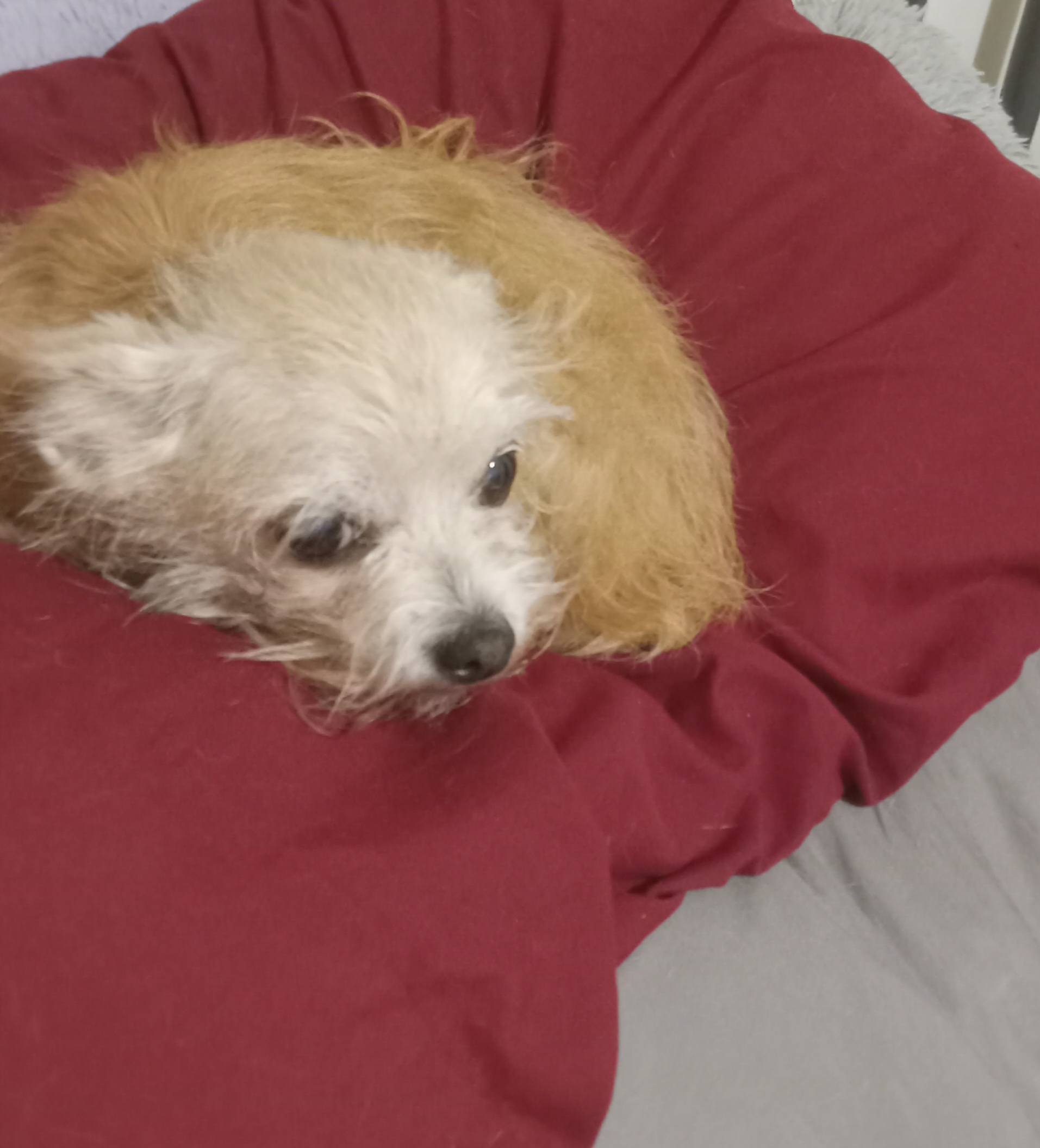 Enlarge Angel, a Adopted mixed breed in Upper Sandusky, OH image 3/6