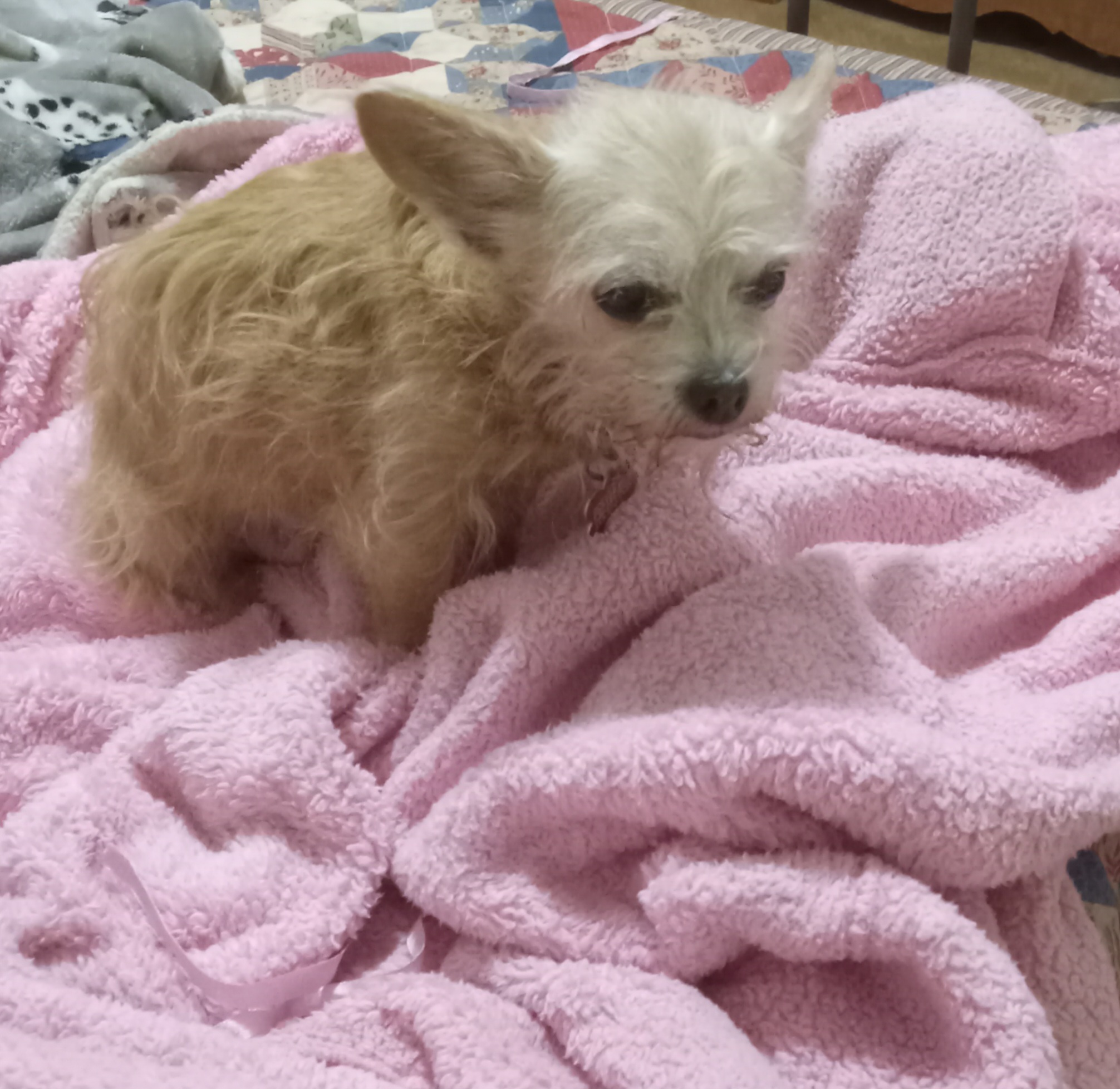 Enlarge Angel, a Adopted mixed breed in Upper Sandusky, OH image 6/6