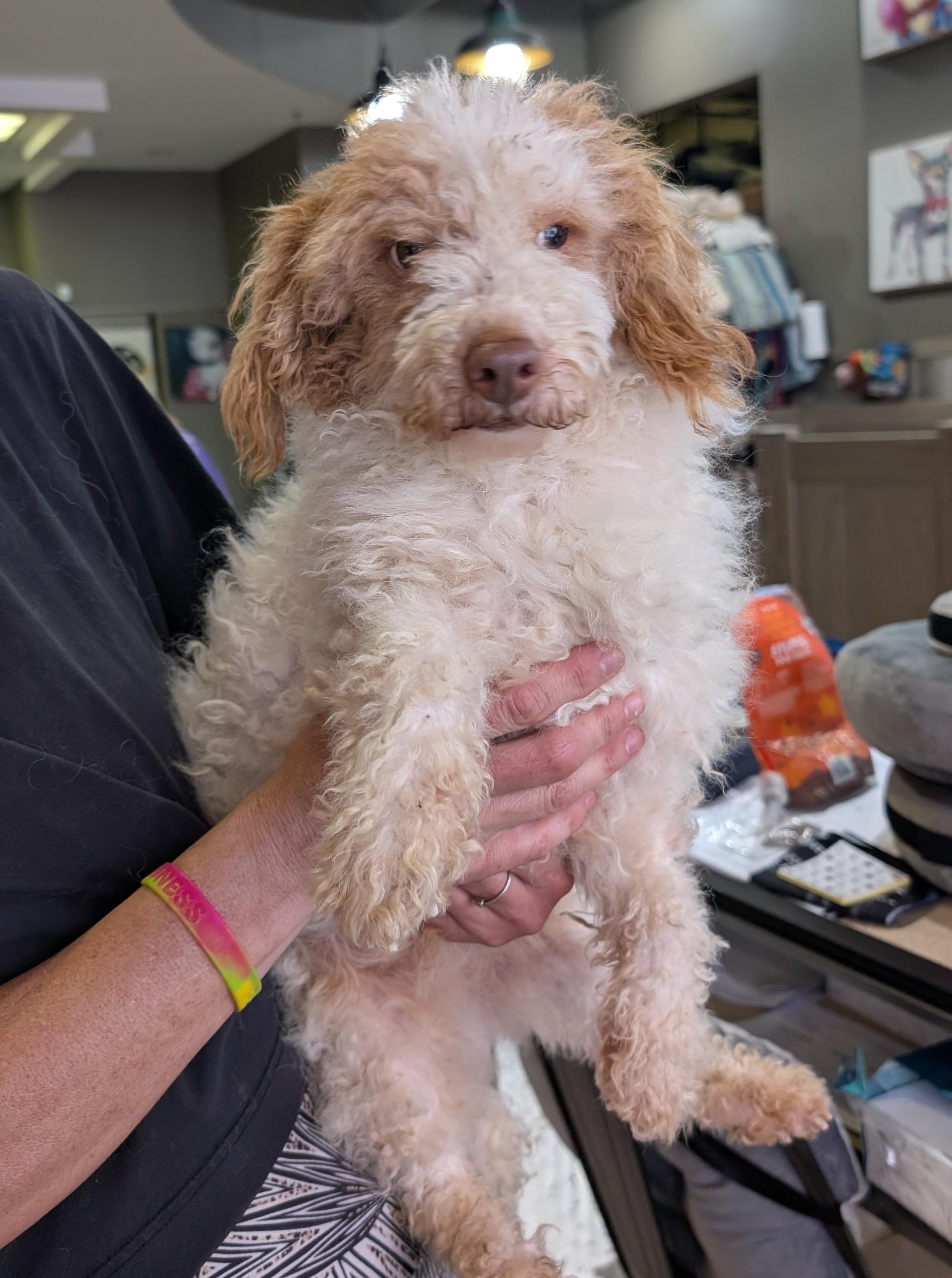 Gordan Ramsay, adopted, Young Male Miniature Poodle.