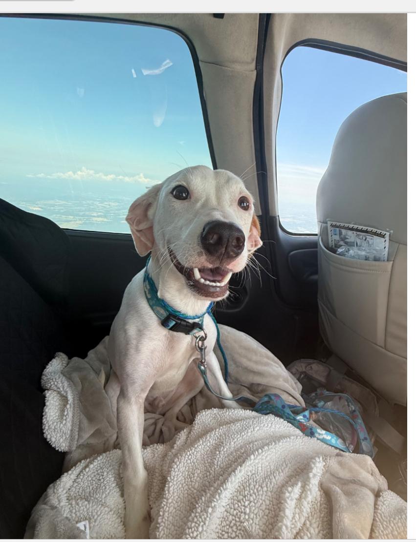 Gator in NH! Come Meet our Adoptable Dogs Wednesday-Saturday. More info in Bio!