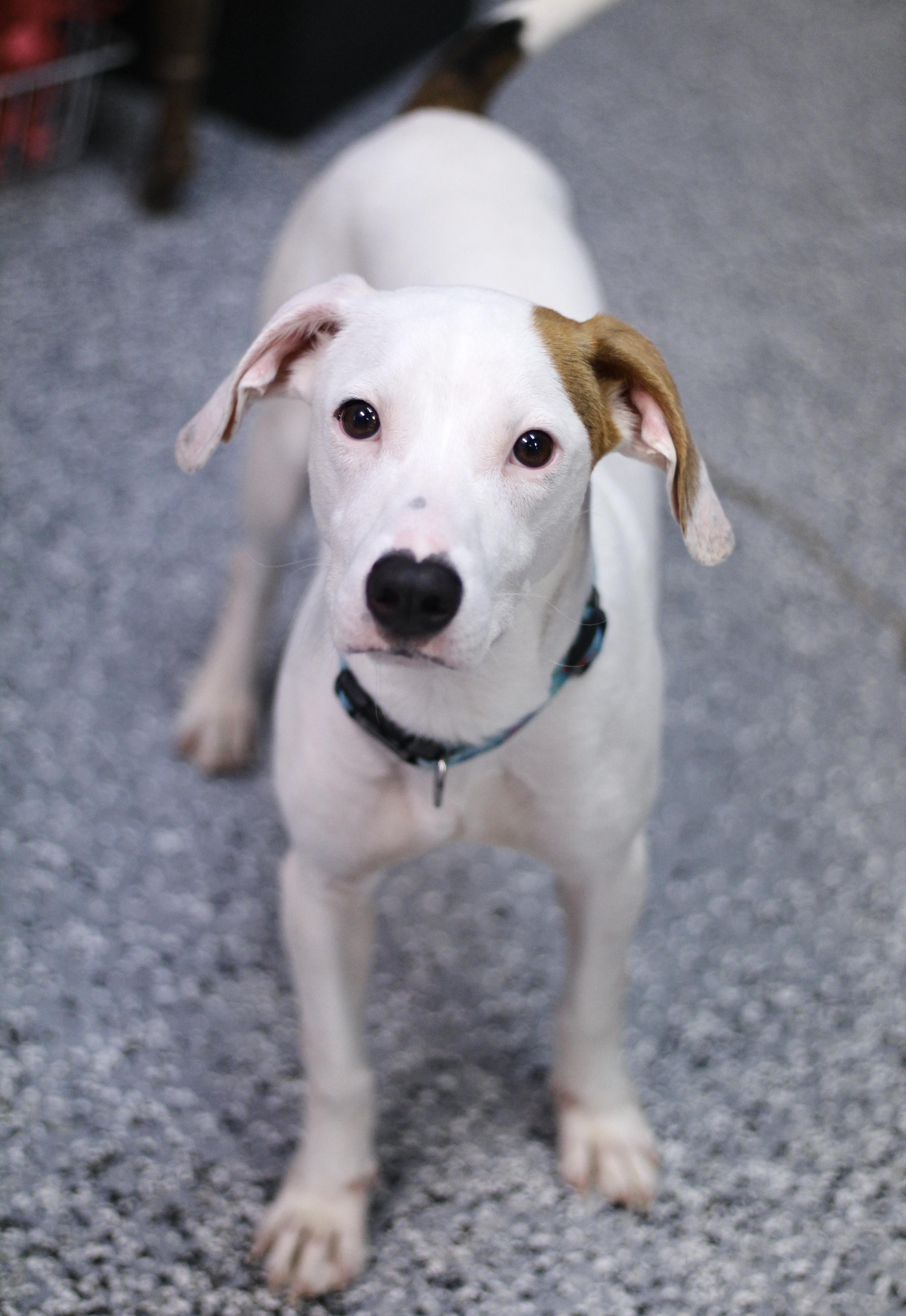 Gator in NH! Come Meet our Adoptable Dogs Wednesday-Saturday. More info in Bio!