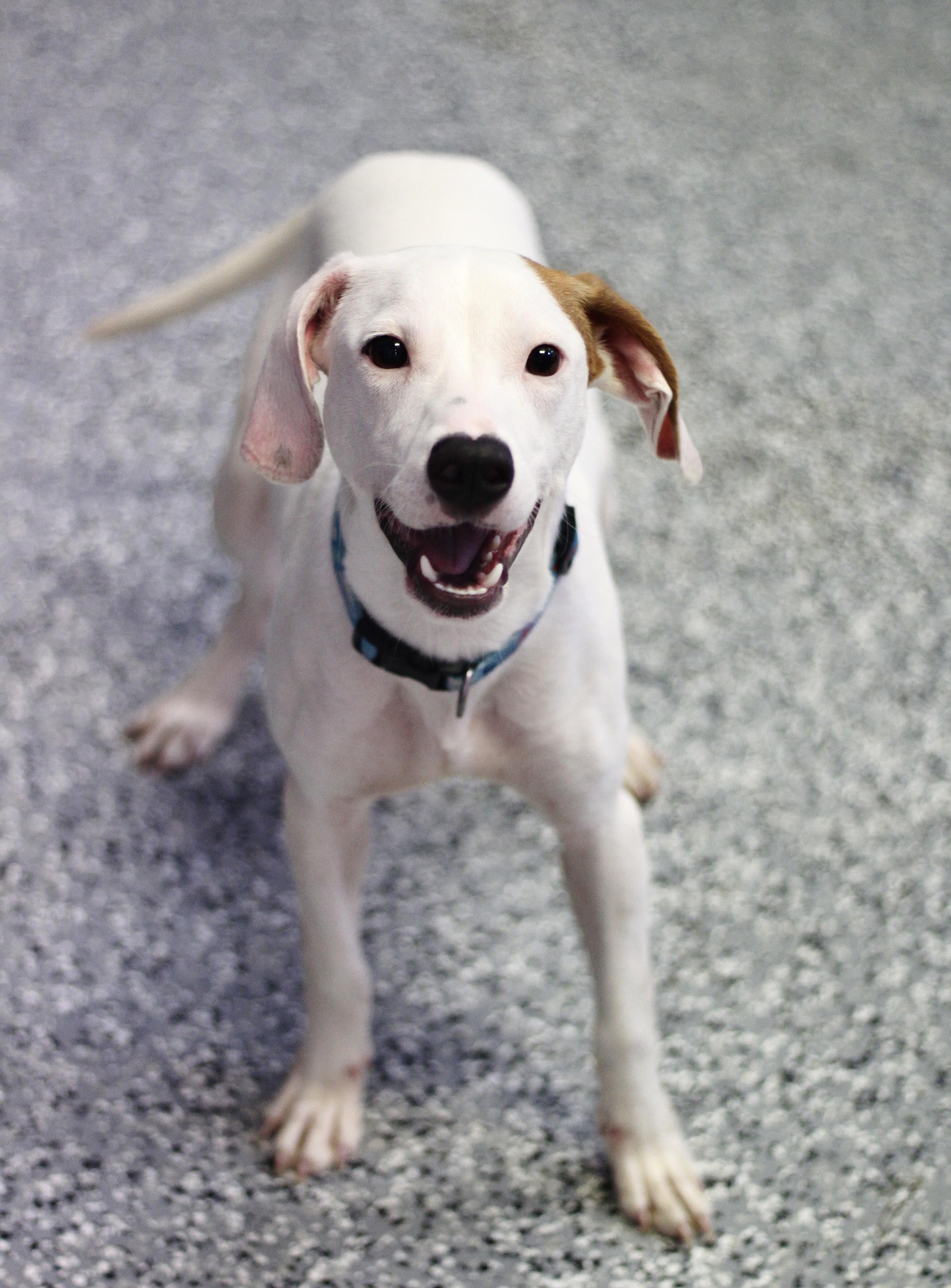 Gator in NH! Come Meet our Adoptable Dogs Wednesday-Saturday. More info in Bio!