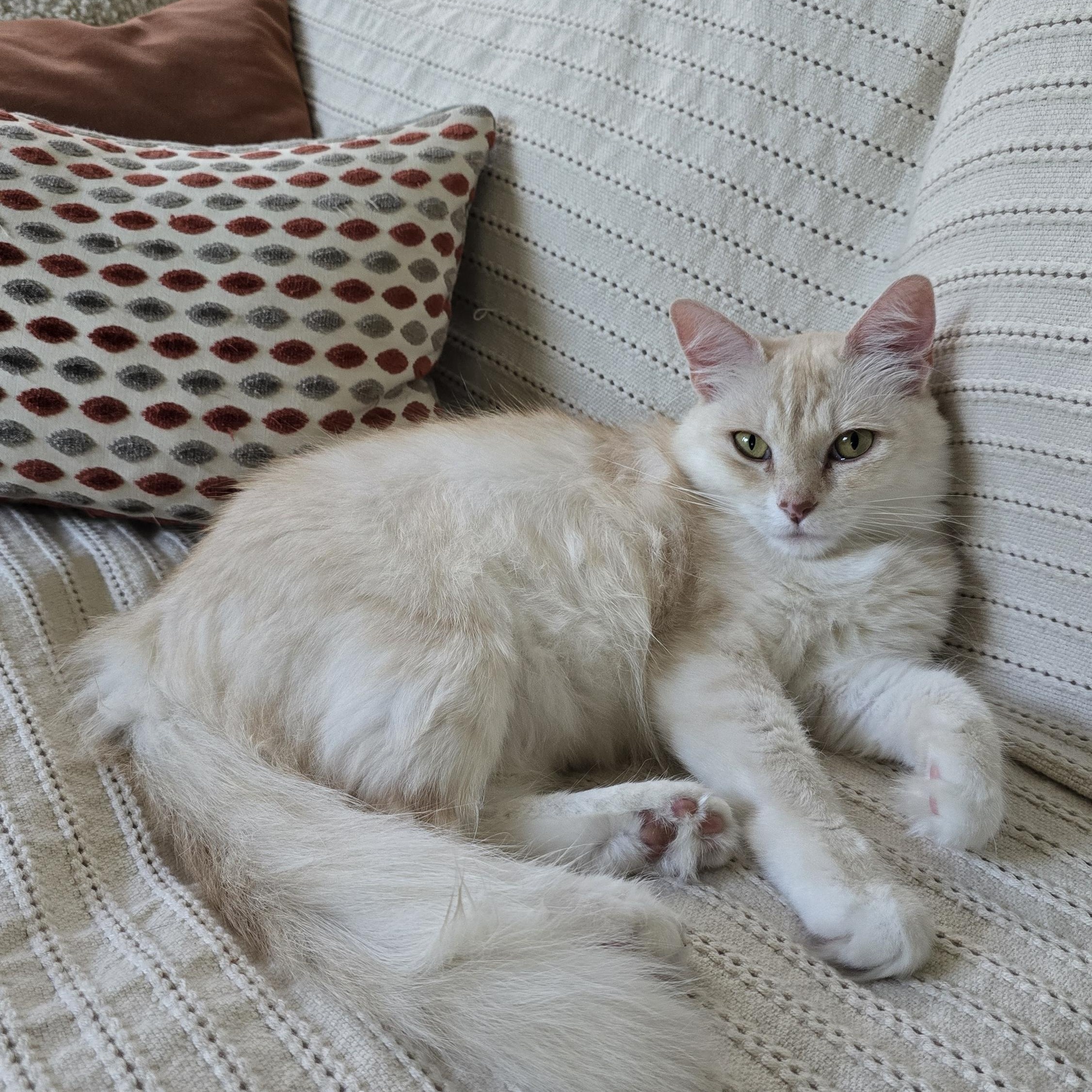 Tiffanie aka Mango, Adoptable, Young Female Burmilla & Birman.