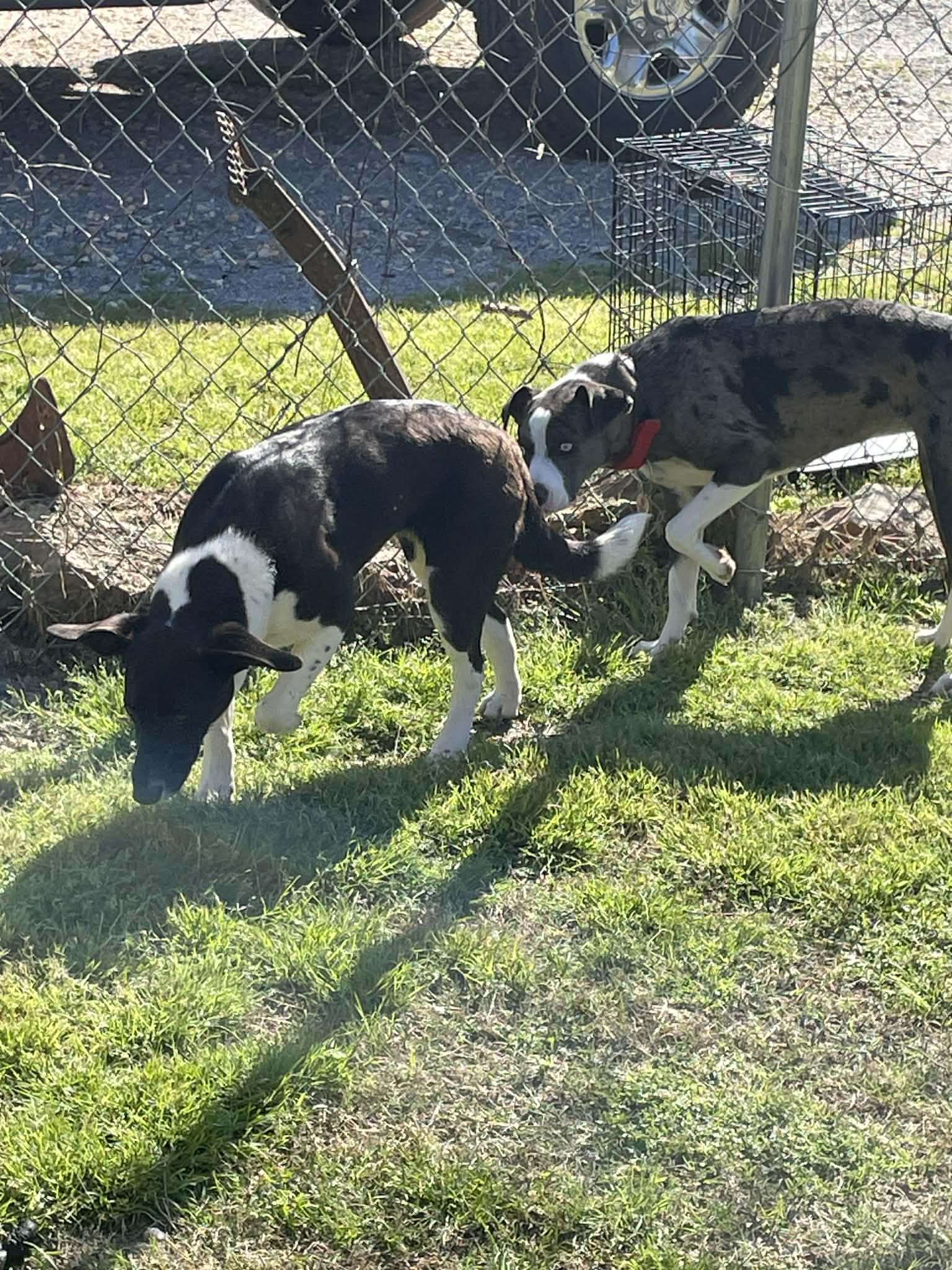 Enlarge LadyBug , a ADOPTABLE mixed breed in Gardner, MA image 6/6