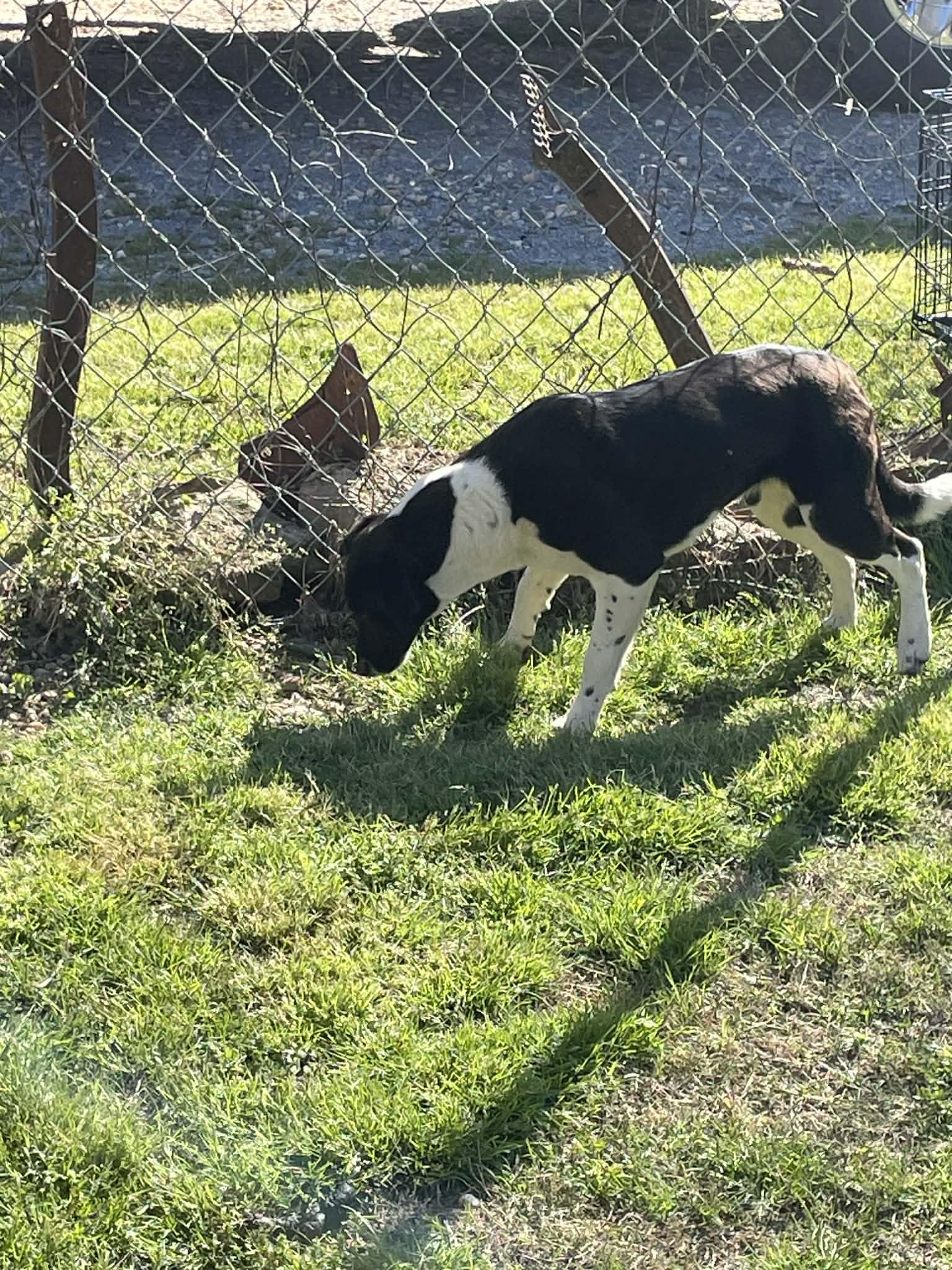Enlarge LadyBug , a ADOPTABLE mixed breed in Gardner, MA image 2/6