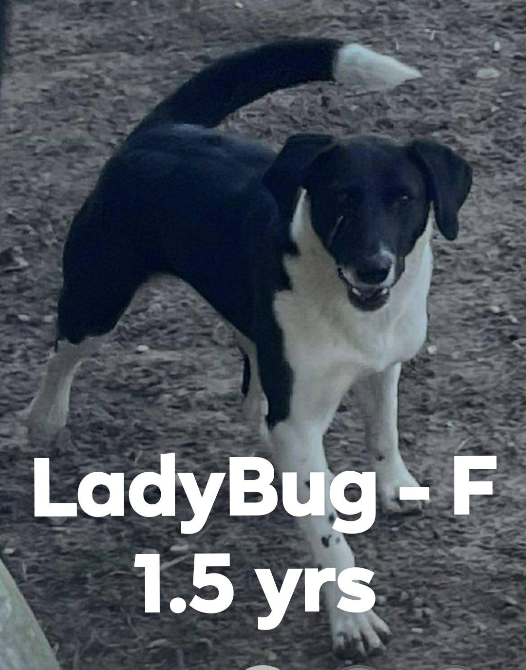 LadyBug , ADOPTABLE, Young Female Border Collie.