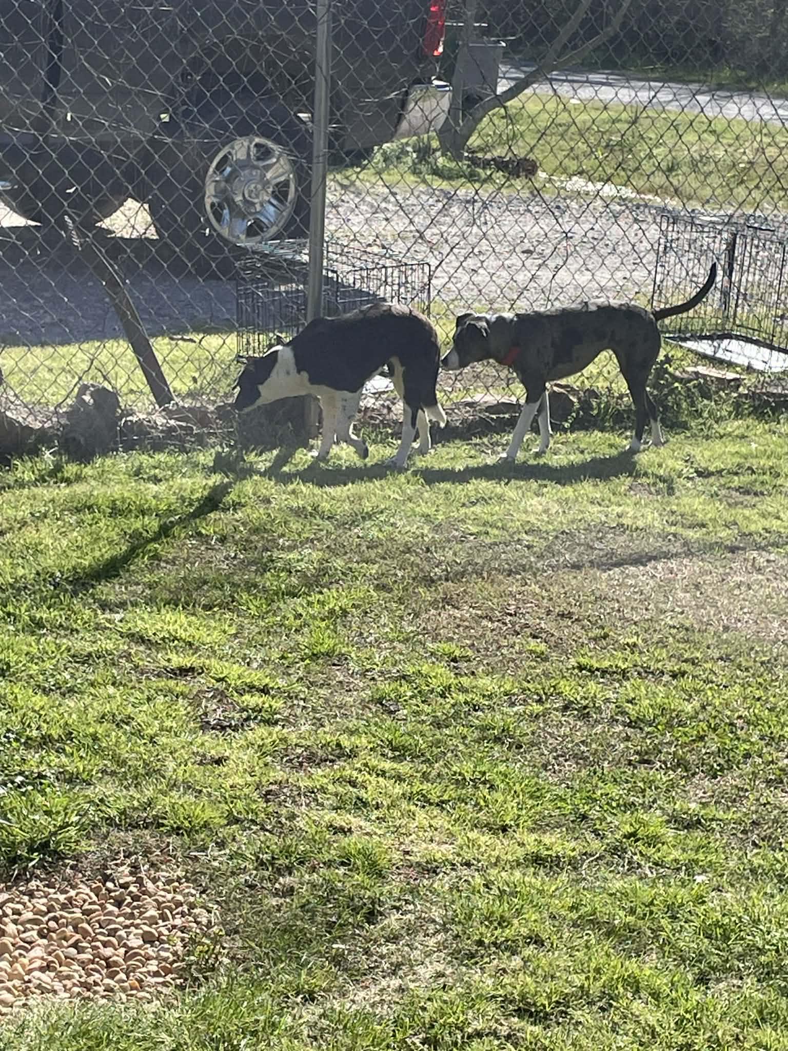 Enlarge LadyBug , a ADOPTABLE mixed breed in Gardner, MA image 4/6