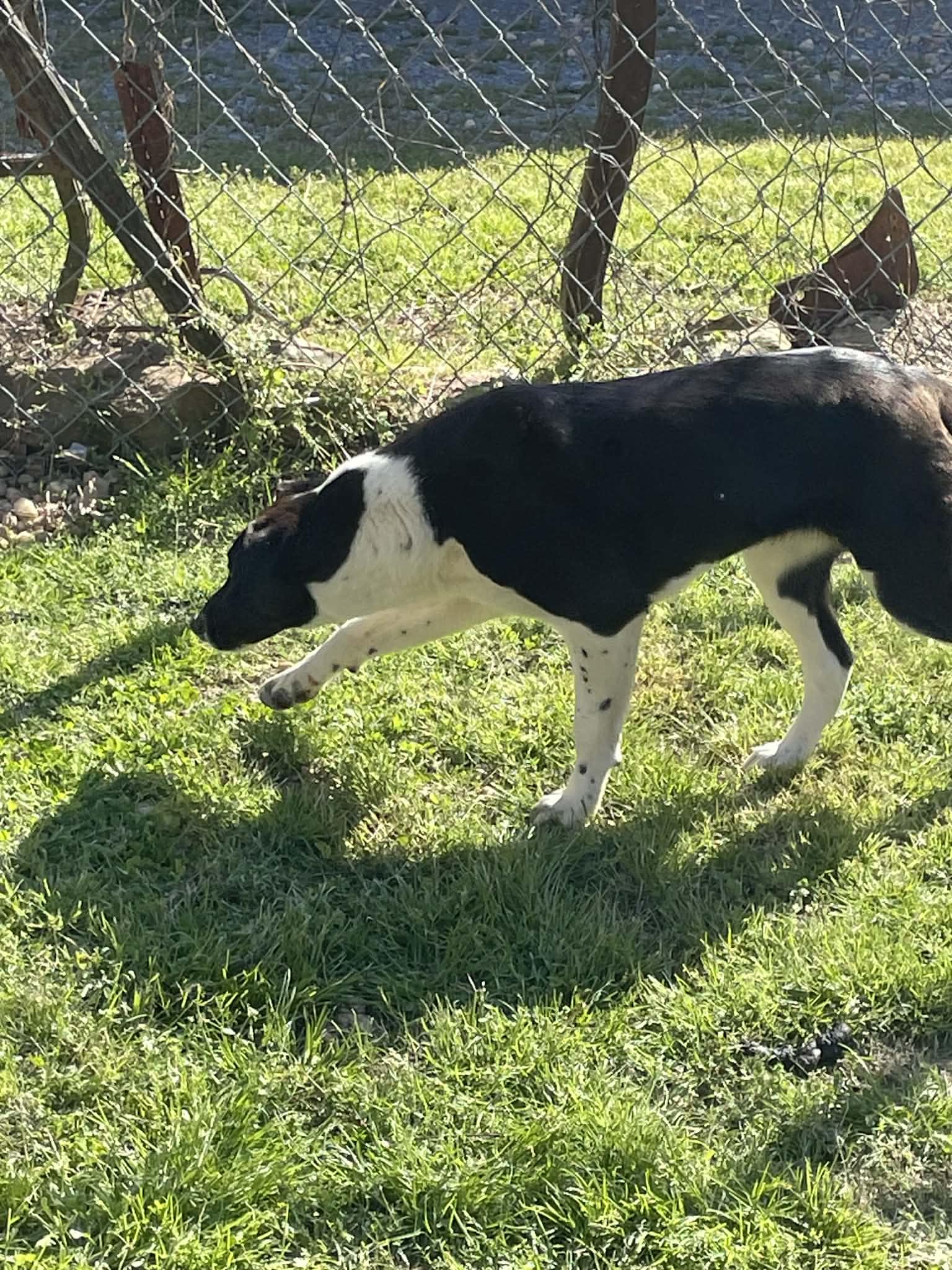 Enlarge LadyBug , a ADOPTABLE mixed breed in Gardner, MA image 3/6