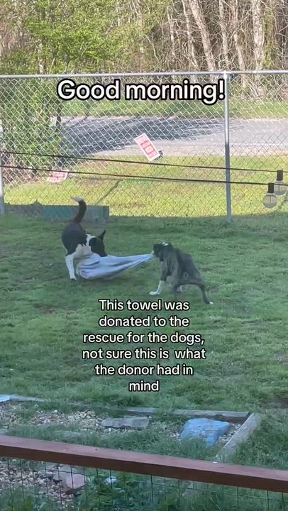 Enlarge LadyBug , a ADOPTABLE mixed breed in Gardner, MA video 5/6