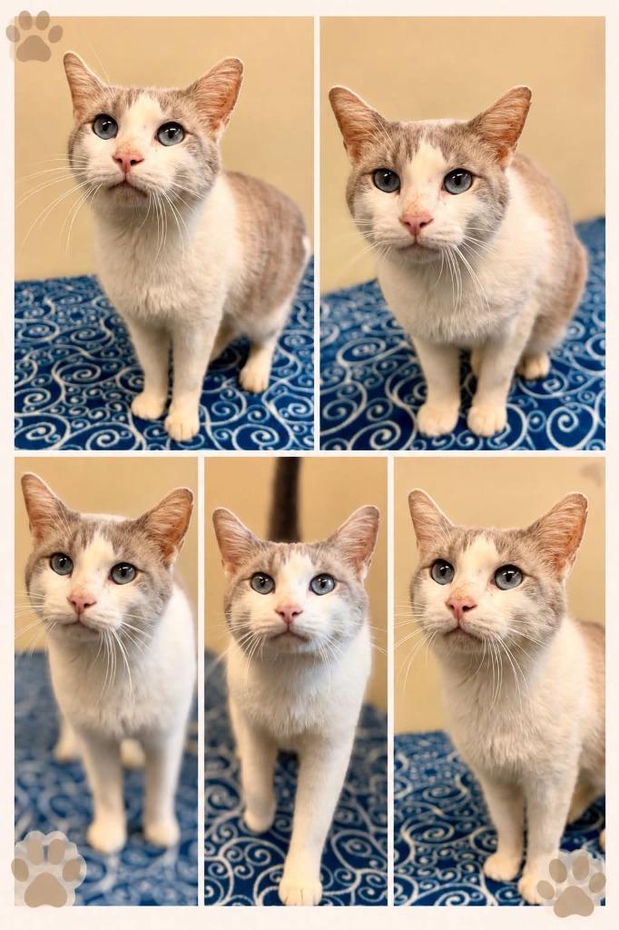 JJ, Adoptable, Young Male Domestic Short Hair.