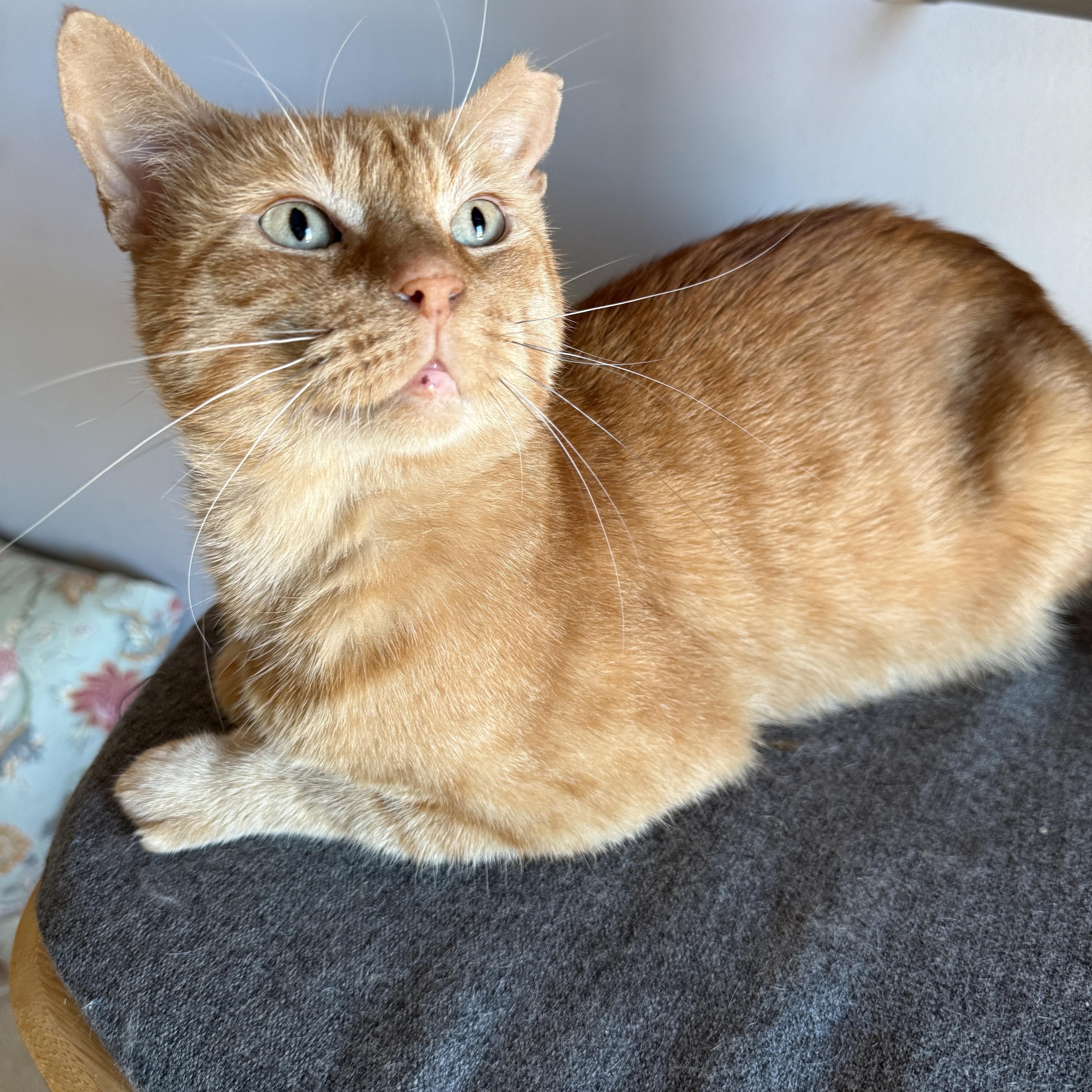 Enlarge Orangie, a Adoptable Domestic Short Hair in Brooklyn, NY image 1/5