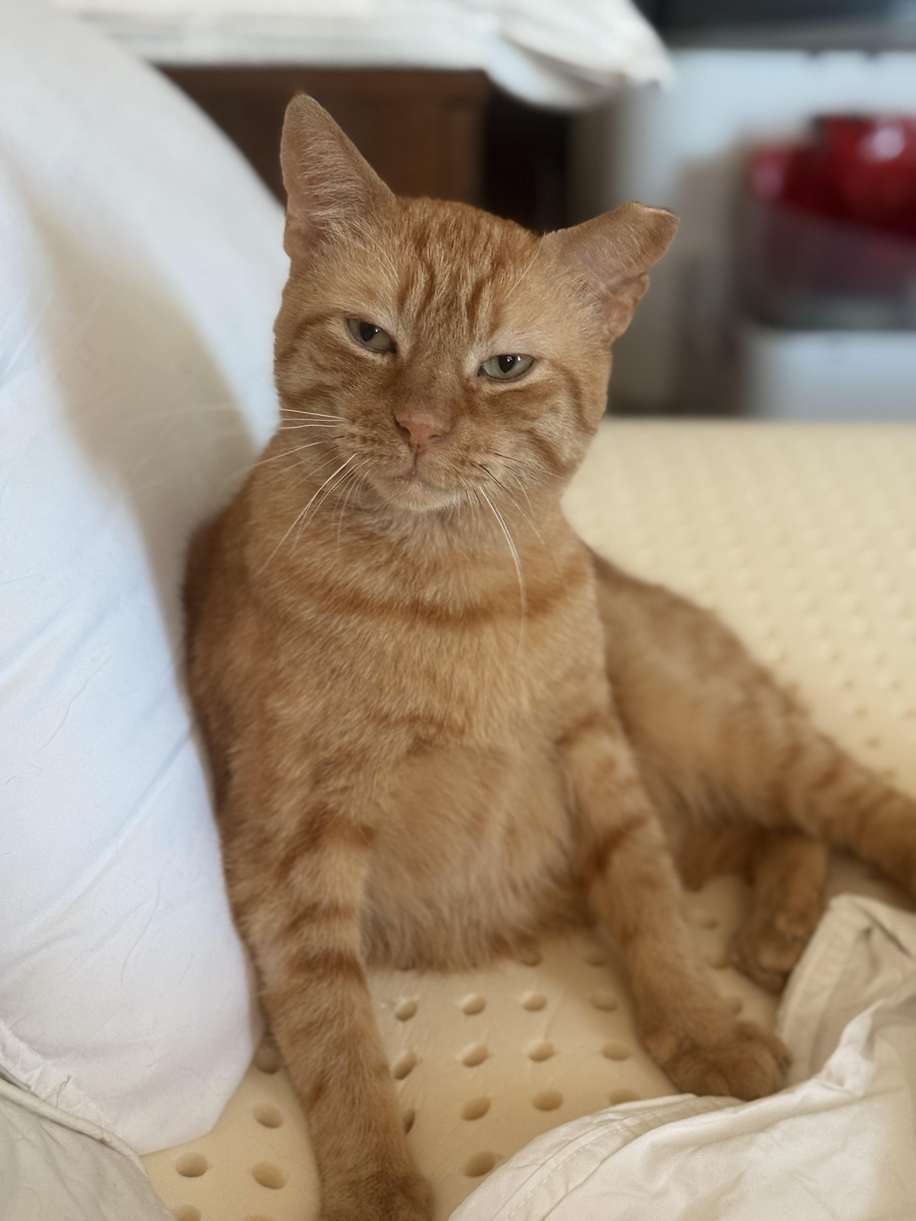 Enlarge Orangie, a Adoptable Domestic Short Hair in Brooklyn, NY image 2/5