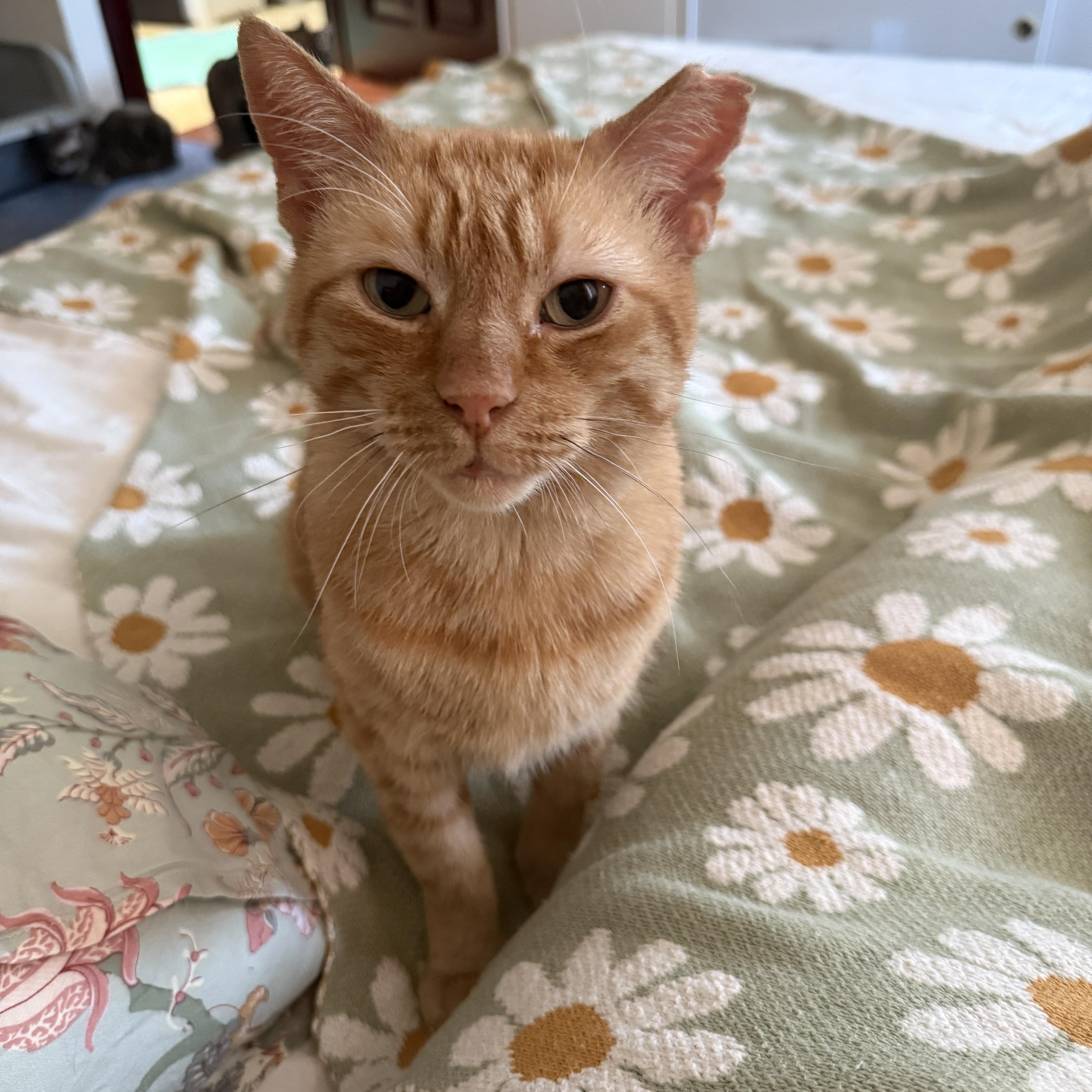 Enlarge Orangie, a Adoptable Domestic Short Hair in Brooklyn, NY image 3/5