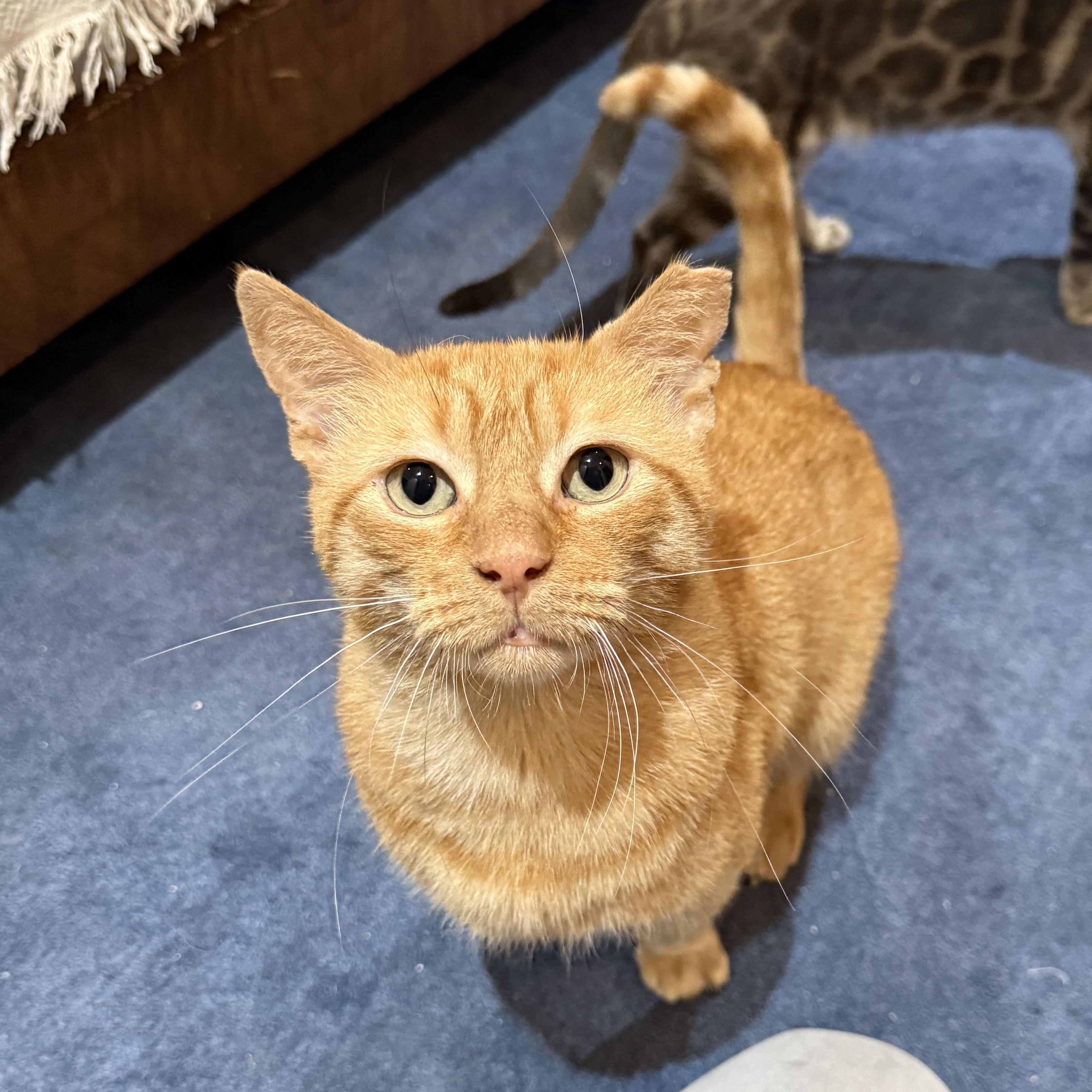 Enlarge Orangie, a Adoptable Domestic Short Hair in Brooklyn, NY image 4/5