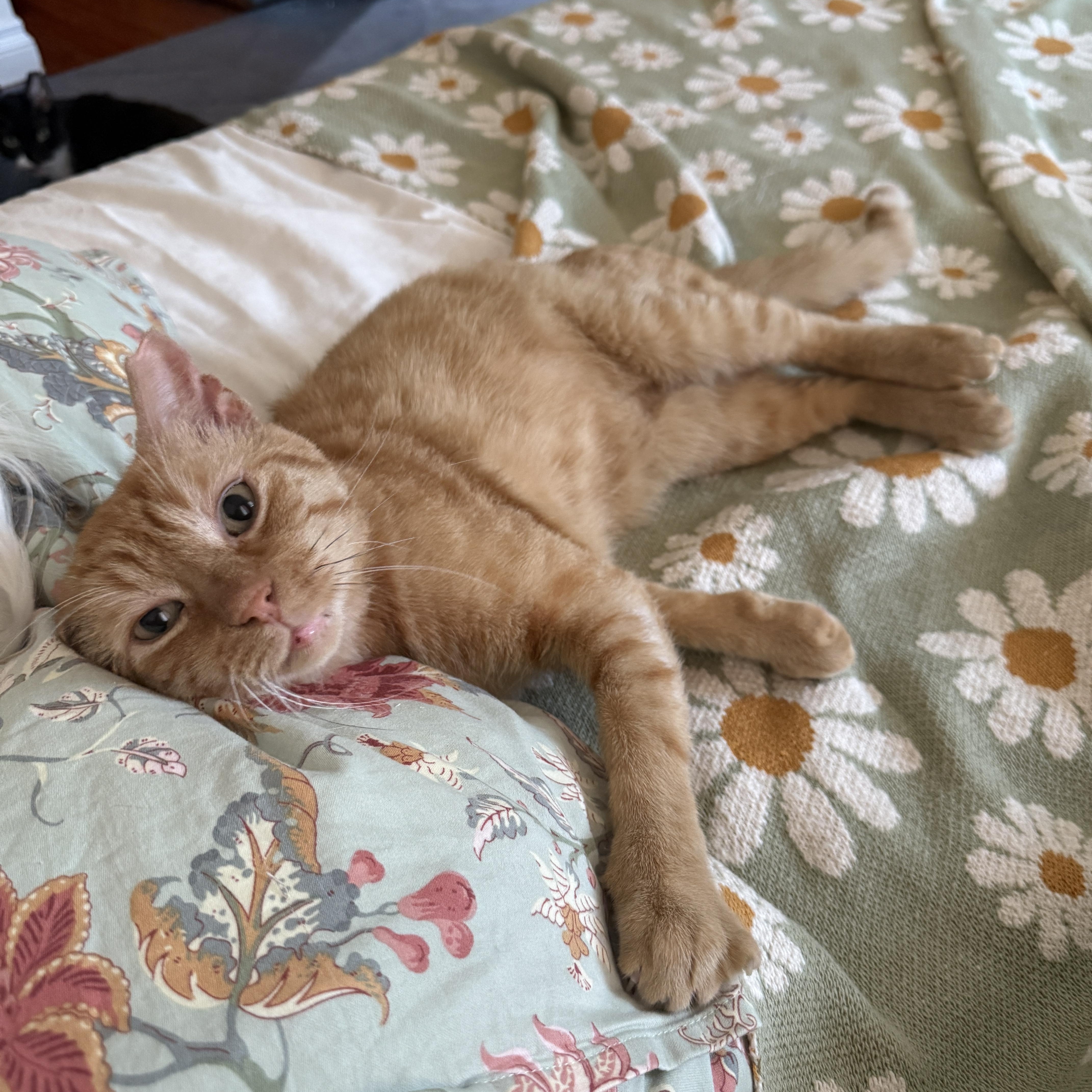 Enlarge Orangie, a Adoptable Domestic Short Hair in Brooklyn, NY image 5/5