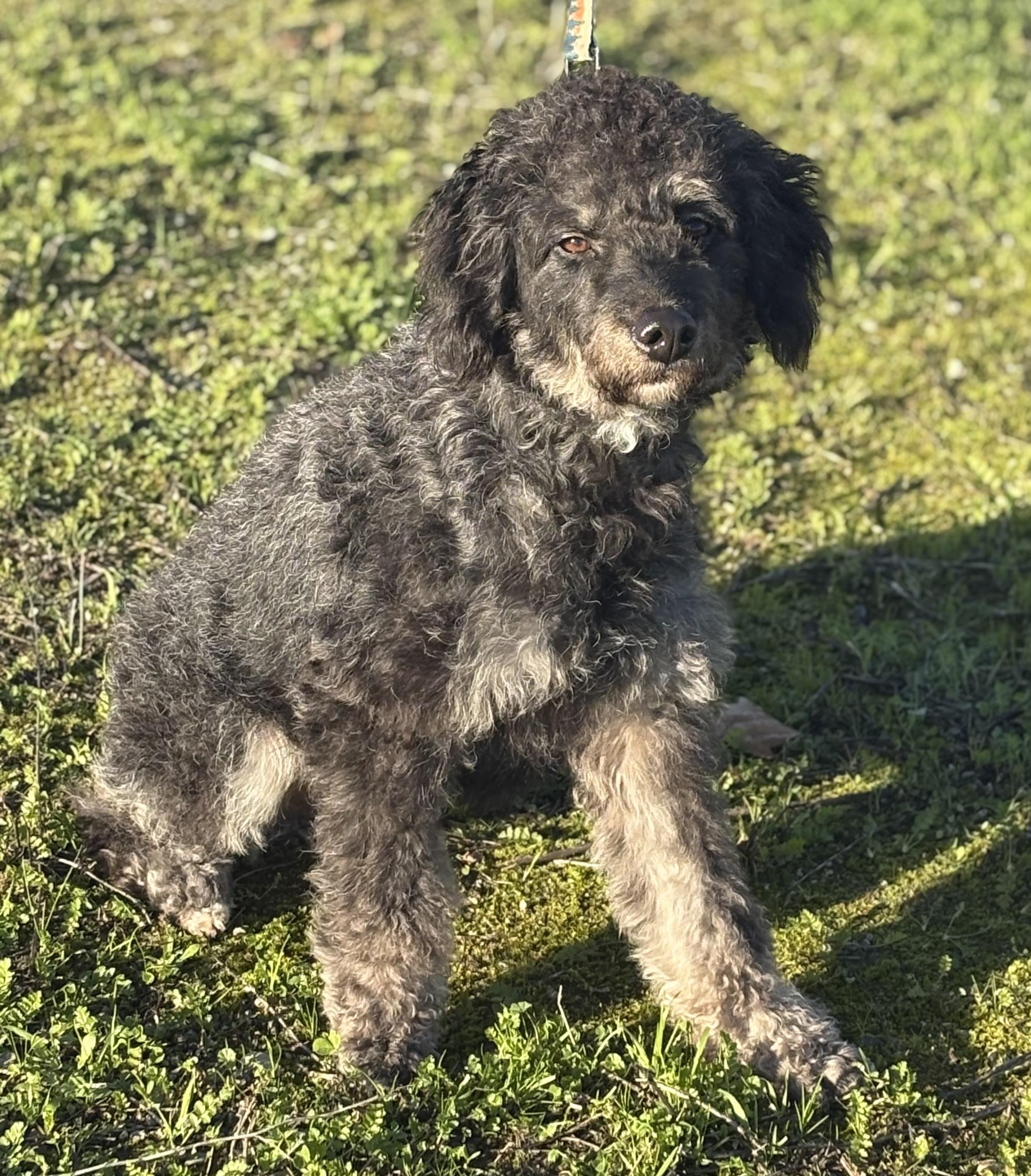 Benny, an adopted mixed breed in Yuba City, CA image 2/5