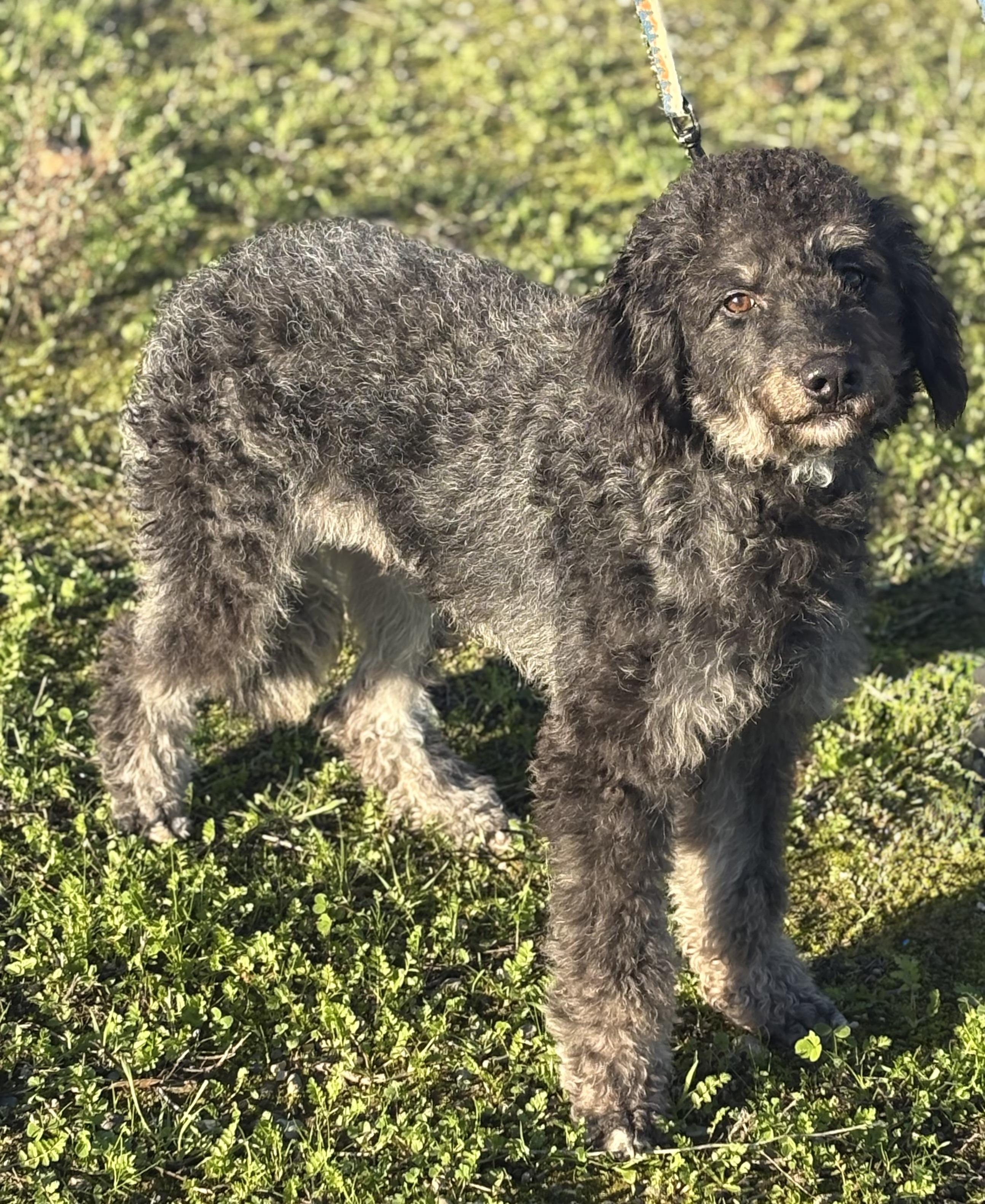Benny, an adopted mixed breed in Yuba City, CA image 5/5