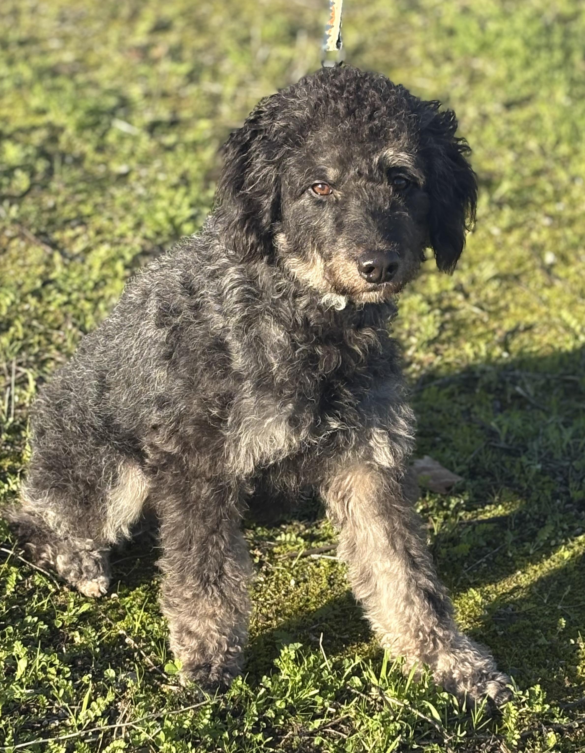 Benny, adopted, Young Male Aussiedoodle & Poodle.
