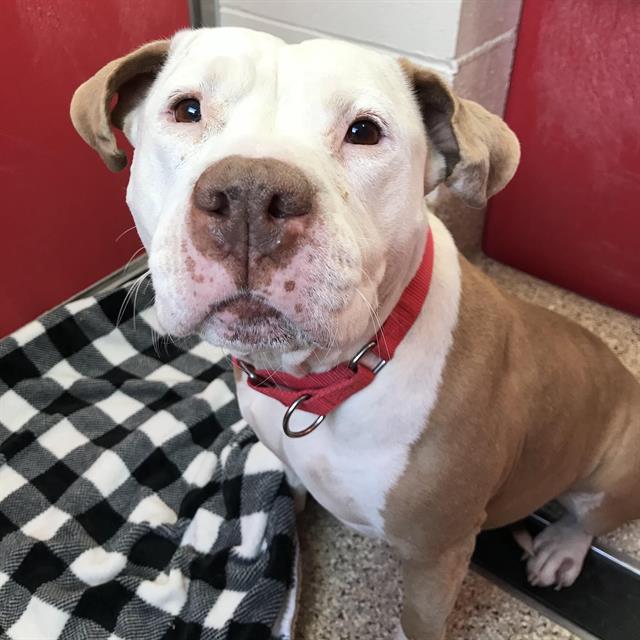 GEMMA, Adoptable, Senior Female Pit Bull Terrier.