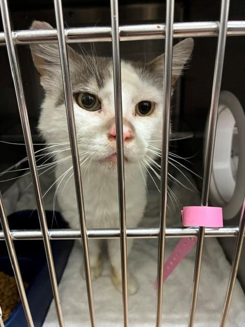 MESSI, Adoptable, Senior Male Domestic Medium Hair.