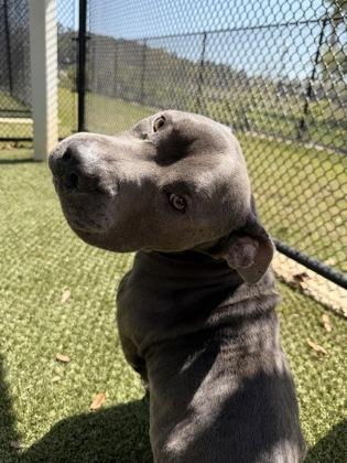 Enlarge Luther, a Adoptable mixed breed in Daphne, AL image 1/2