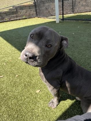 Enlarge Luther, a Adoptable mixed breed in Daphne, AL image 2/2