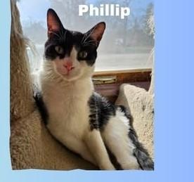Phillip, Adoptable, Young Male Domestic Short Hair.