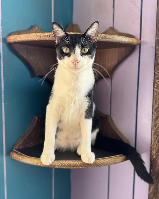 Phillip, Adoptable, Young Male Domestic Short Hair.