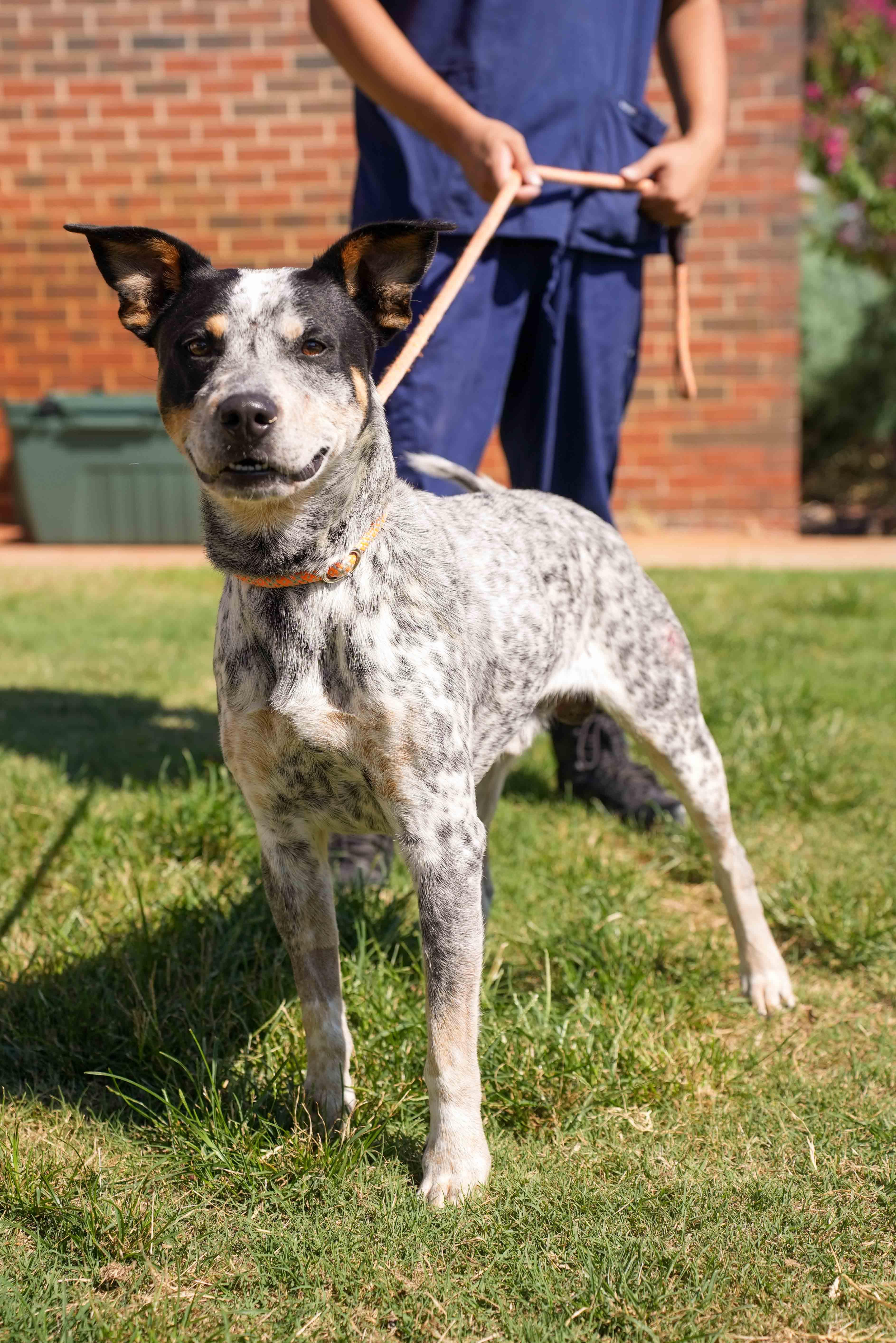 Enlarge Rocky, a ADOPTABLE Australian Cattle Dog / Blue Heeler in Stillwater, OK image 1/1