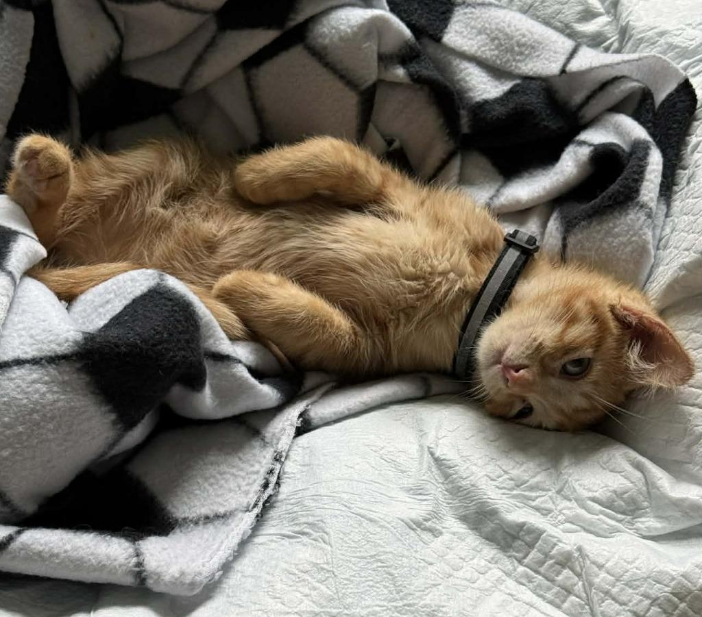 Odysseus 'Ody', Adoptable, Kitten Male Domestic Short Hair.