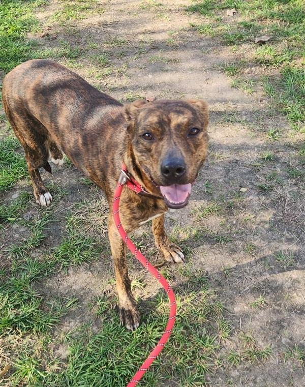Enlarge Phoenix, a Adoptable mixed breed in Cleveland, TN image 1/5
